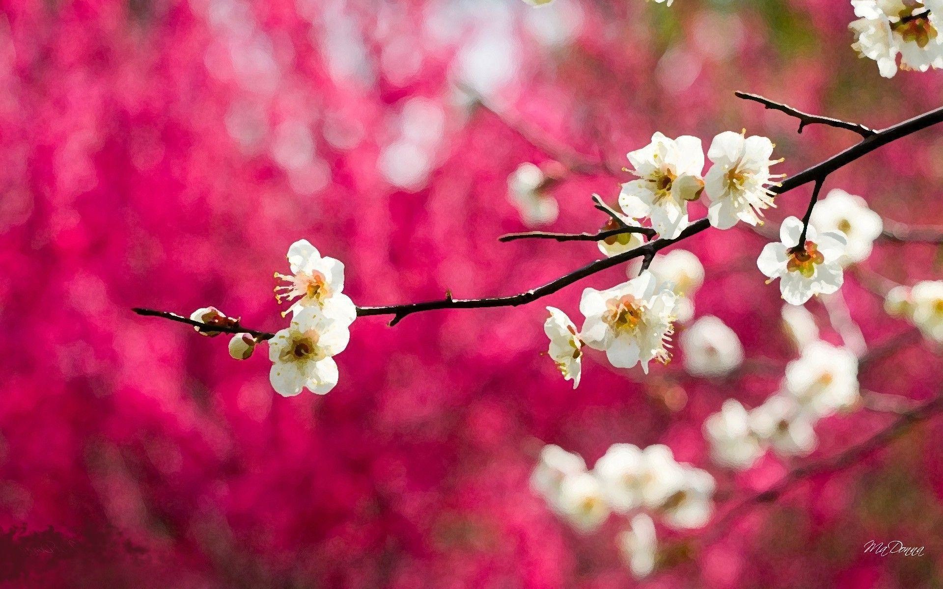 Cherry Blossom HD Wallpaper (71+ images)