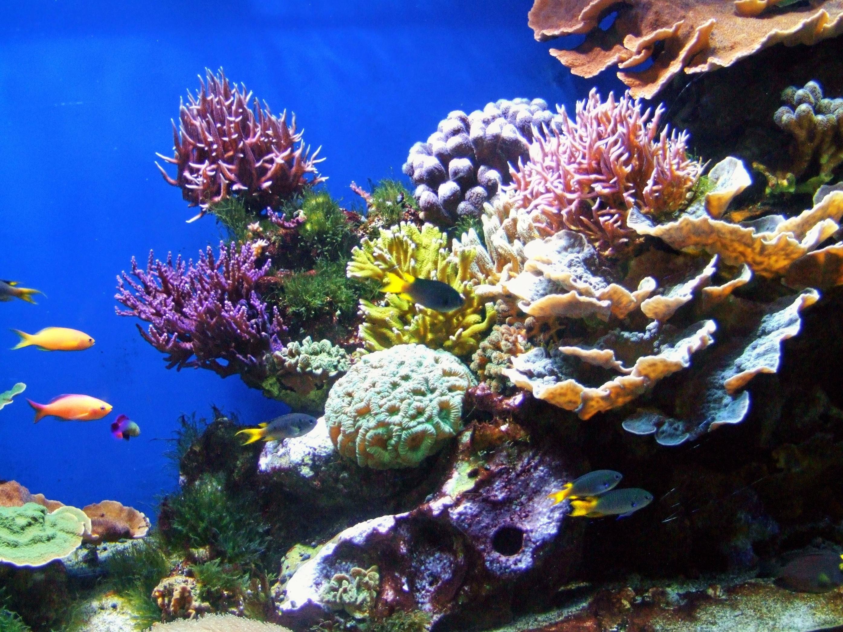 Colorful Coral Reef Wallpaper (50+ images)