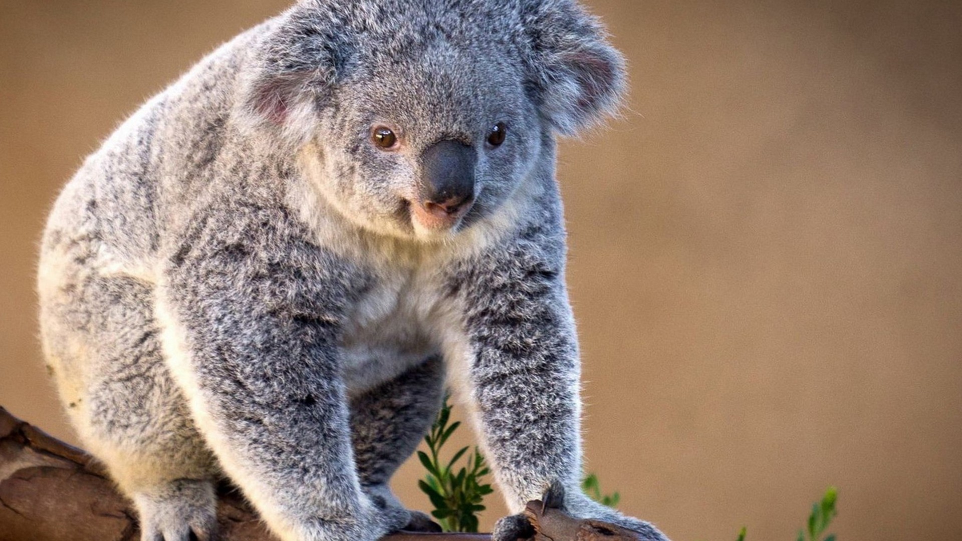 Koala Bear Wallpaper (64+ images)