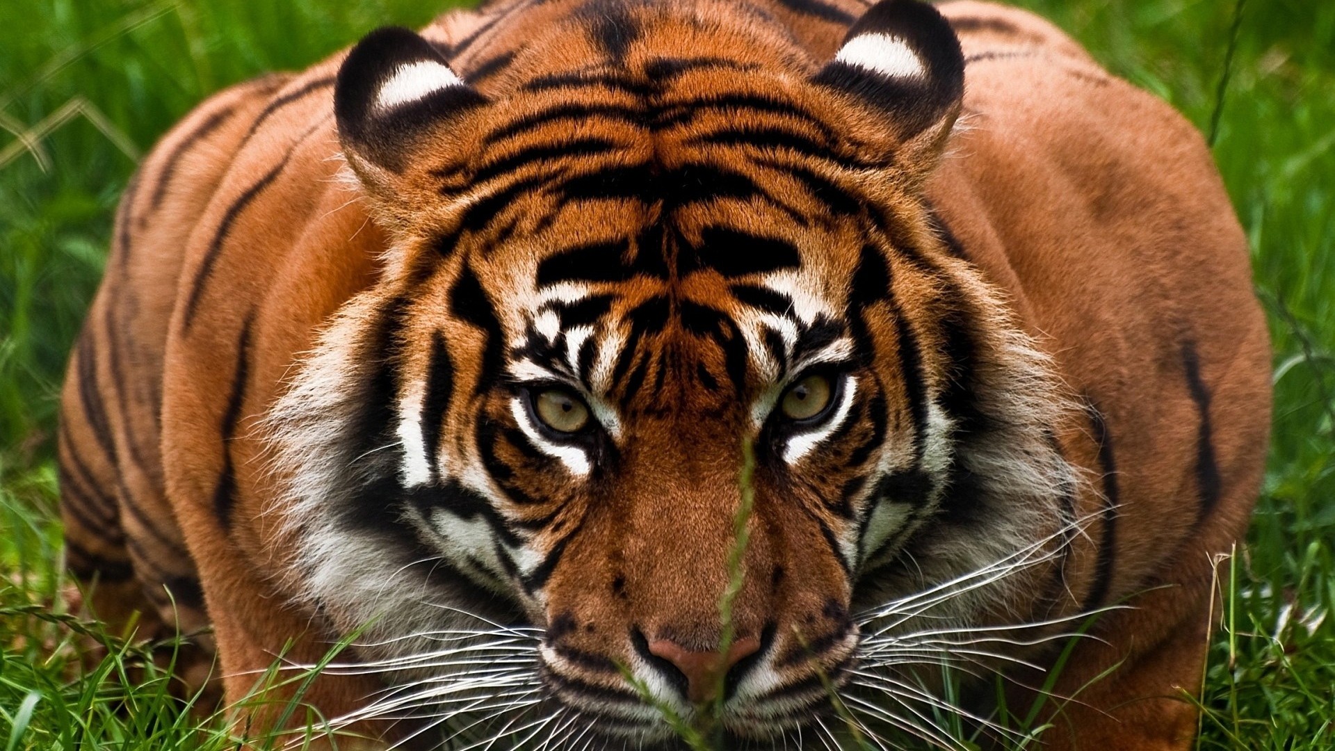 1920x1080 Tiger Wallpaper Full HD (65+ images)