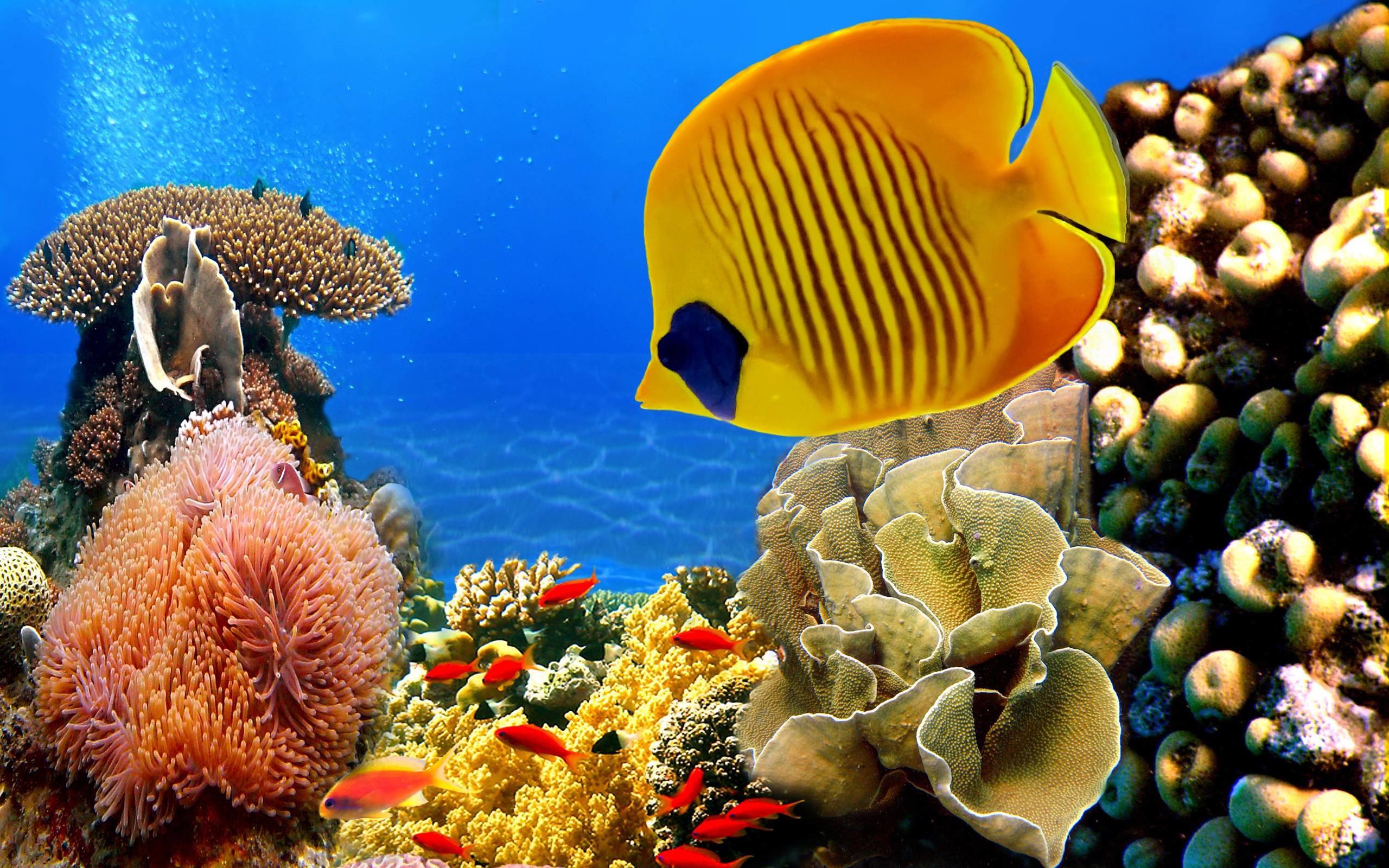 Tropical Fish Wallpaper (63+ images)