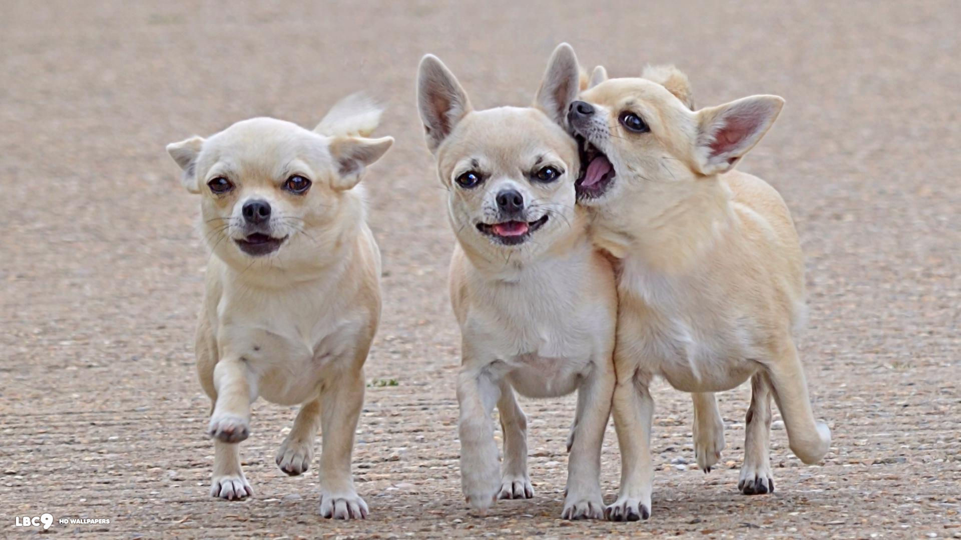 Chihuahua Wallpaper and Screensavers (45+ images)
