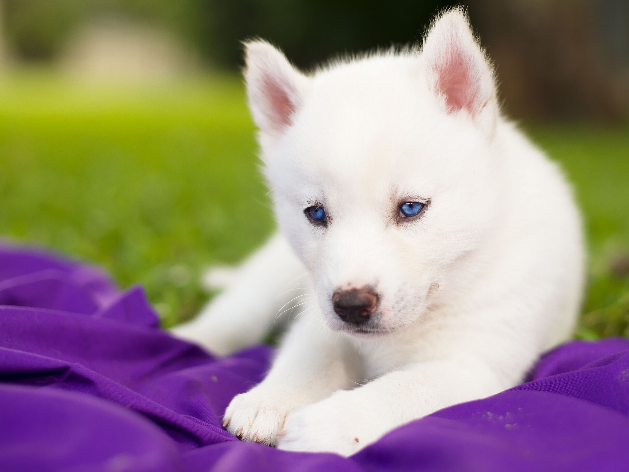 Baby Huskies Wallpaper (79+ images)