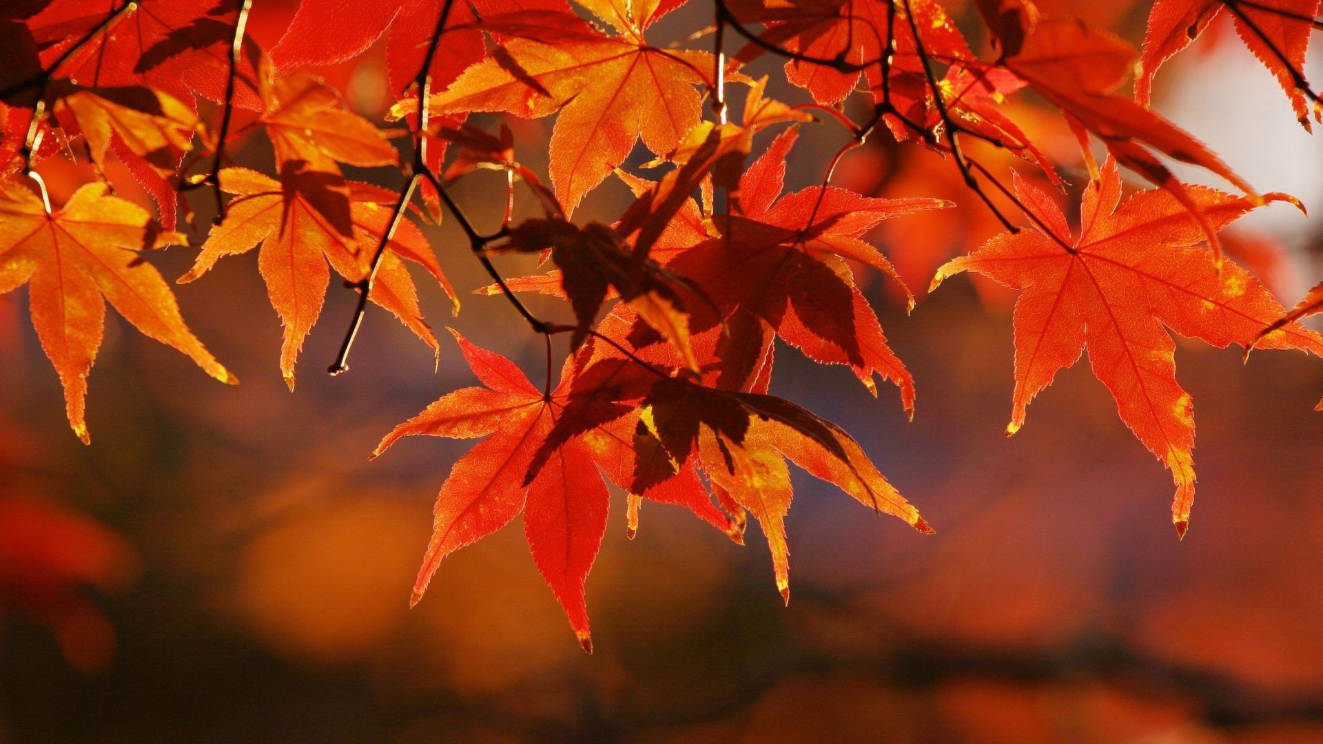 Fall Leaves Desktop Wallpaper (59+ images)