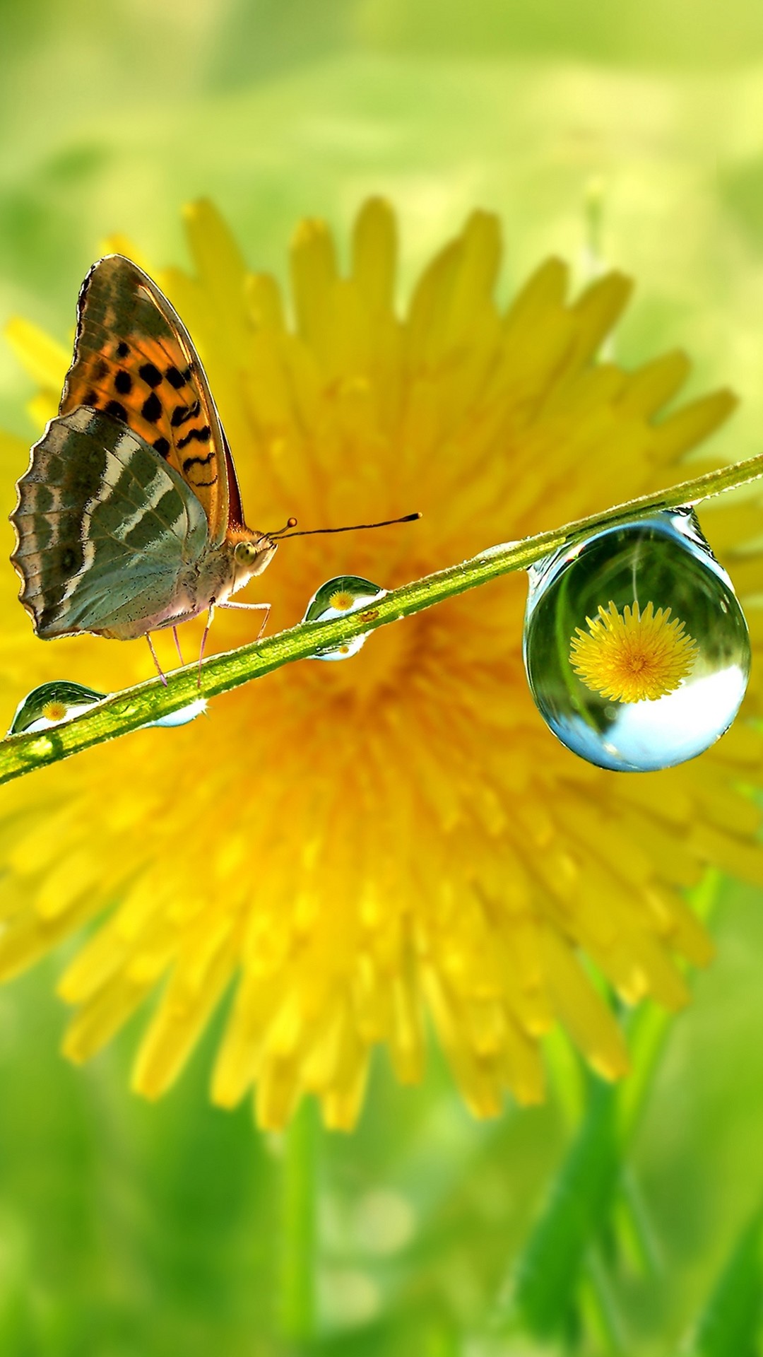 Beautiful Wallpapers for Mobile Phone (49+ images)