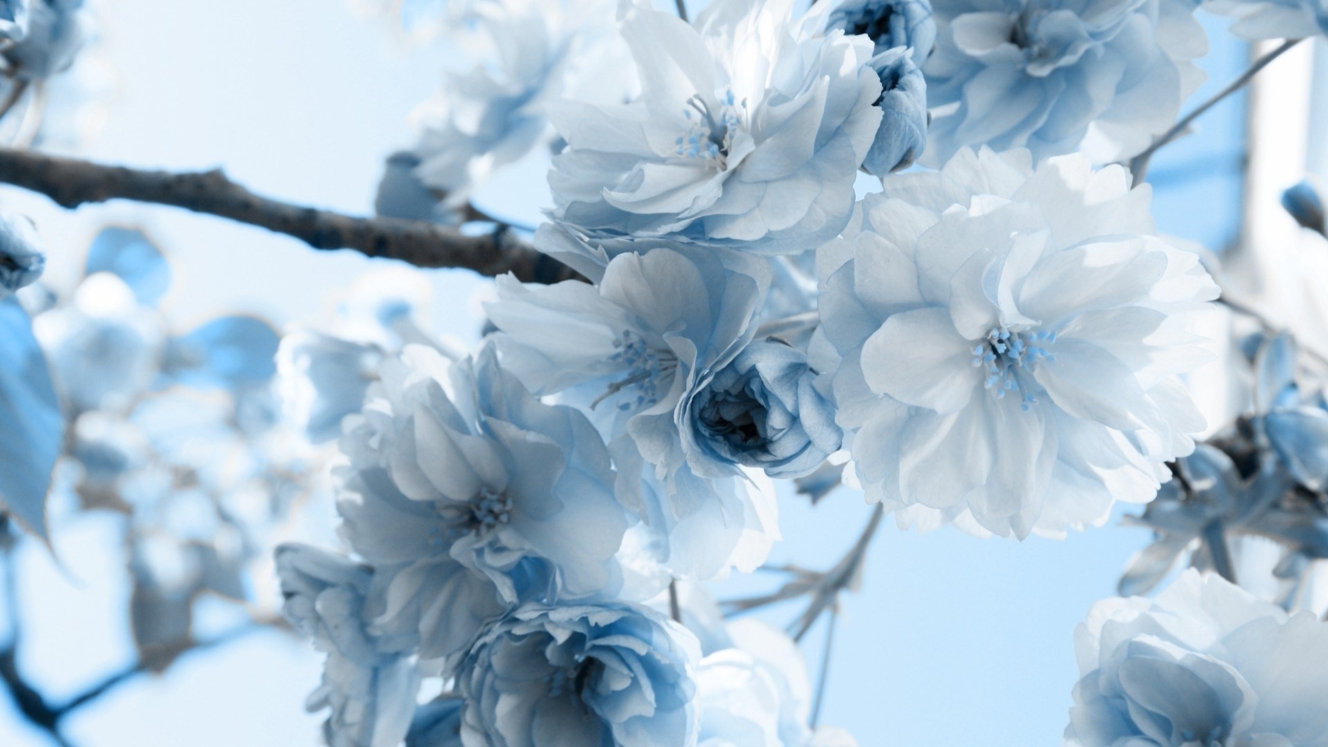 Light Blue And White Wallpaper (58+ images)