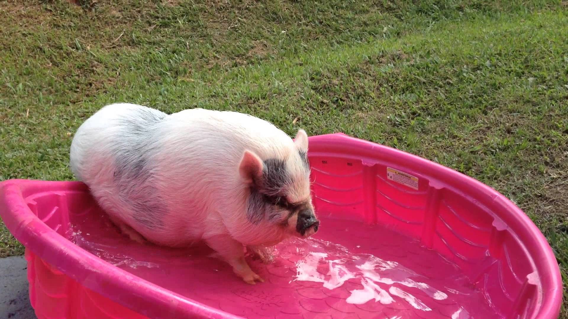 Baby Pig Wallpaper (56+ images)