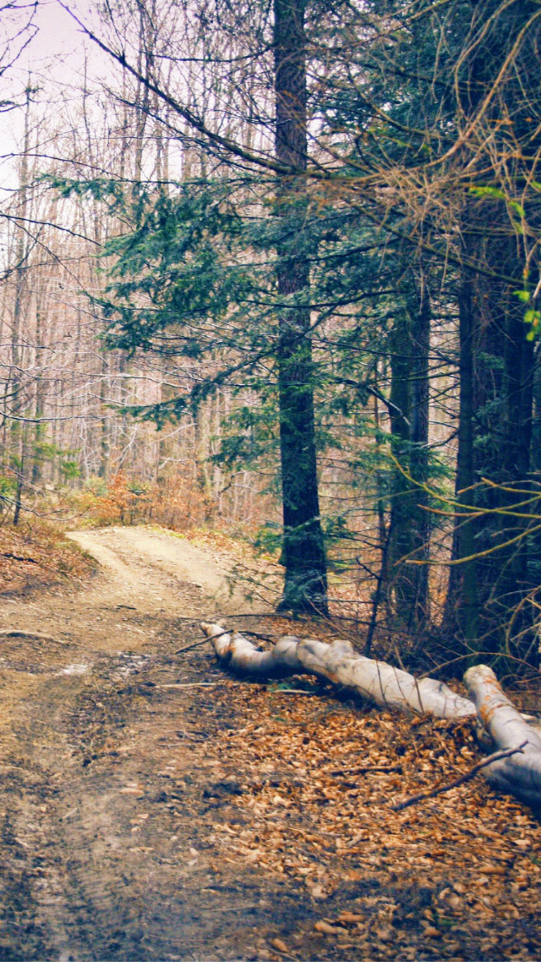 Old IPhone Wallpapers (80+ images)