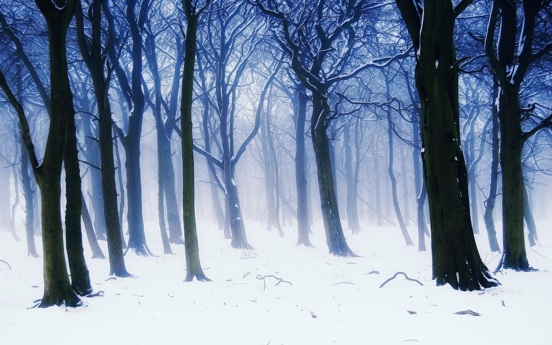 Anime Forest Background (69+ images)