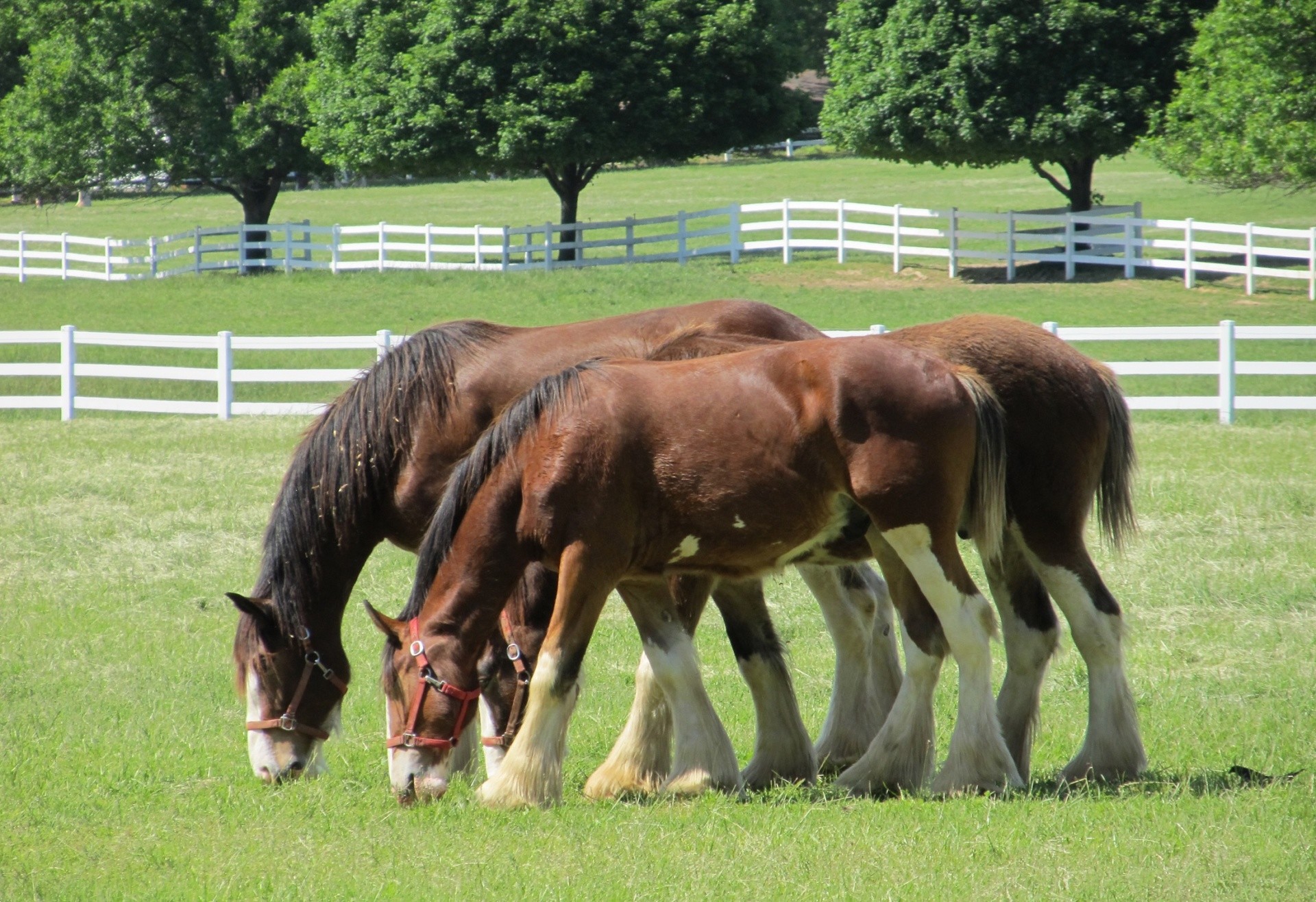 Clydesdale Horses Wallpaper (49+ images)