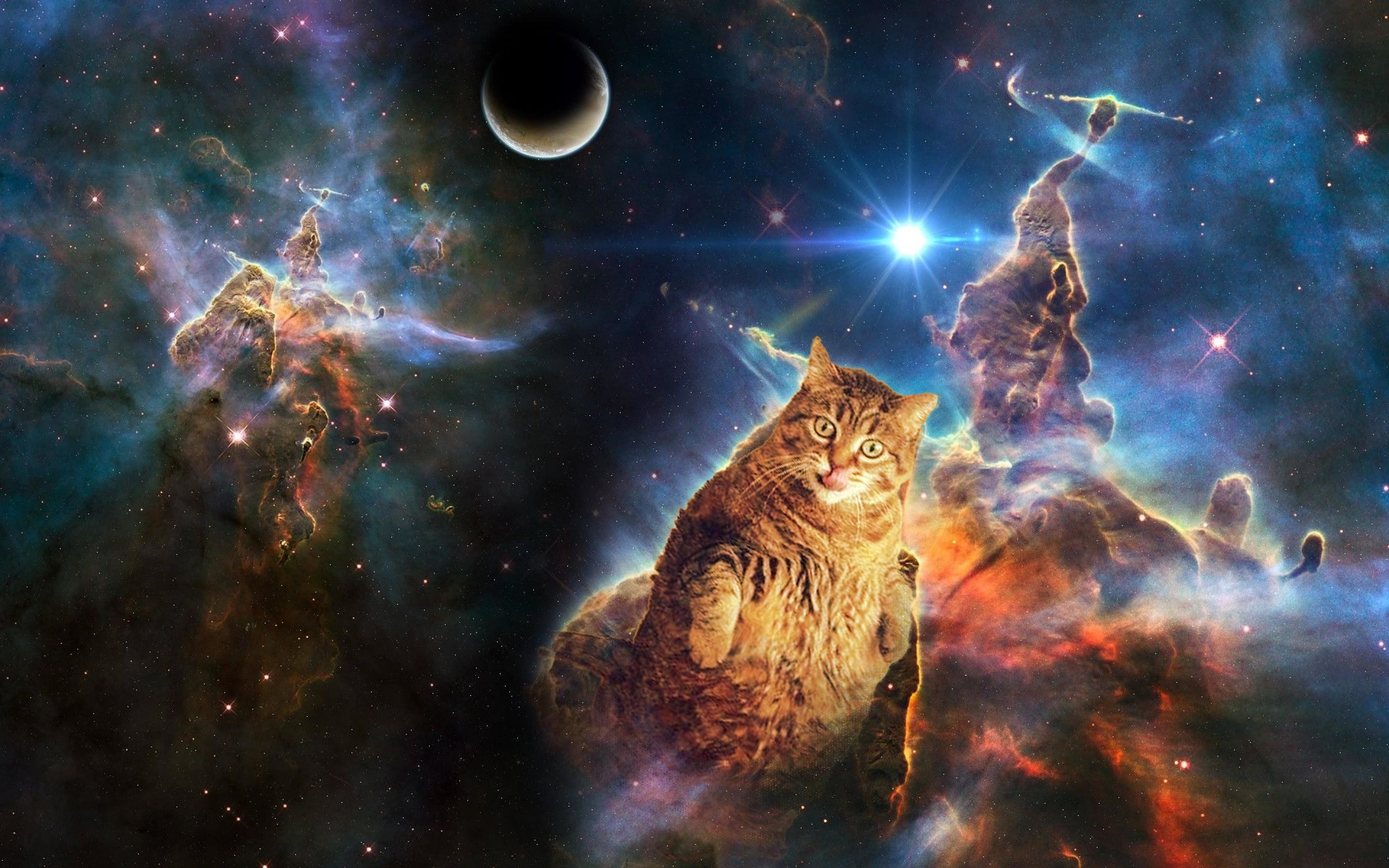 Space Kitten Wallpaper Galaxy Cat Wallpapers Top Free