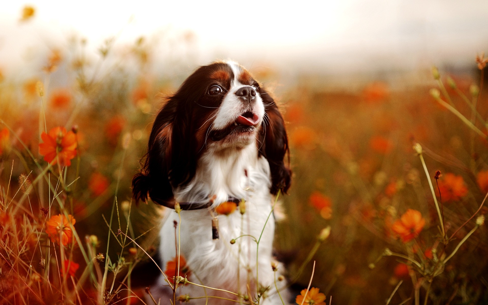 Dog Screensavers and Wallpaper (59+ images)
