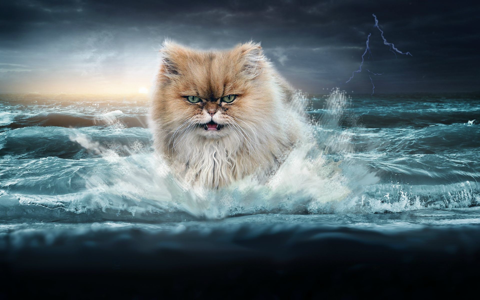 Epic Cat Wallpaper (73+ images)