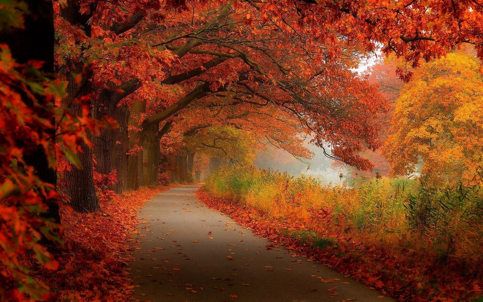 Desktop Wallpaper Autumn Leaves (65+ images)