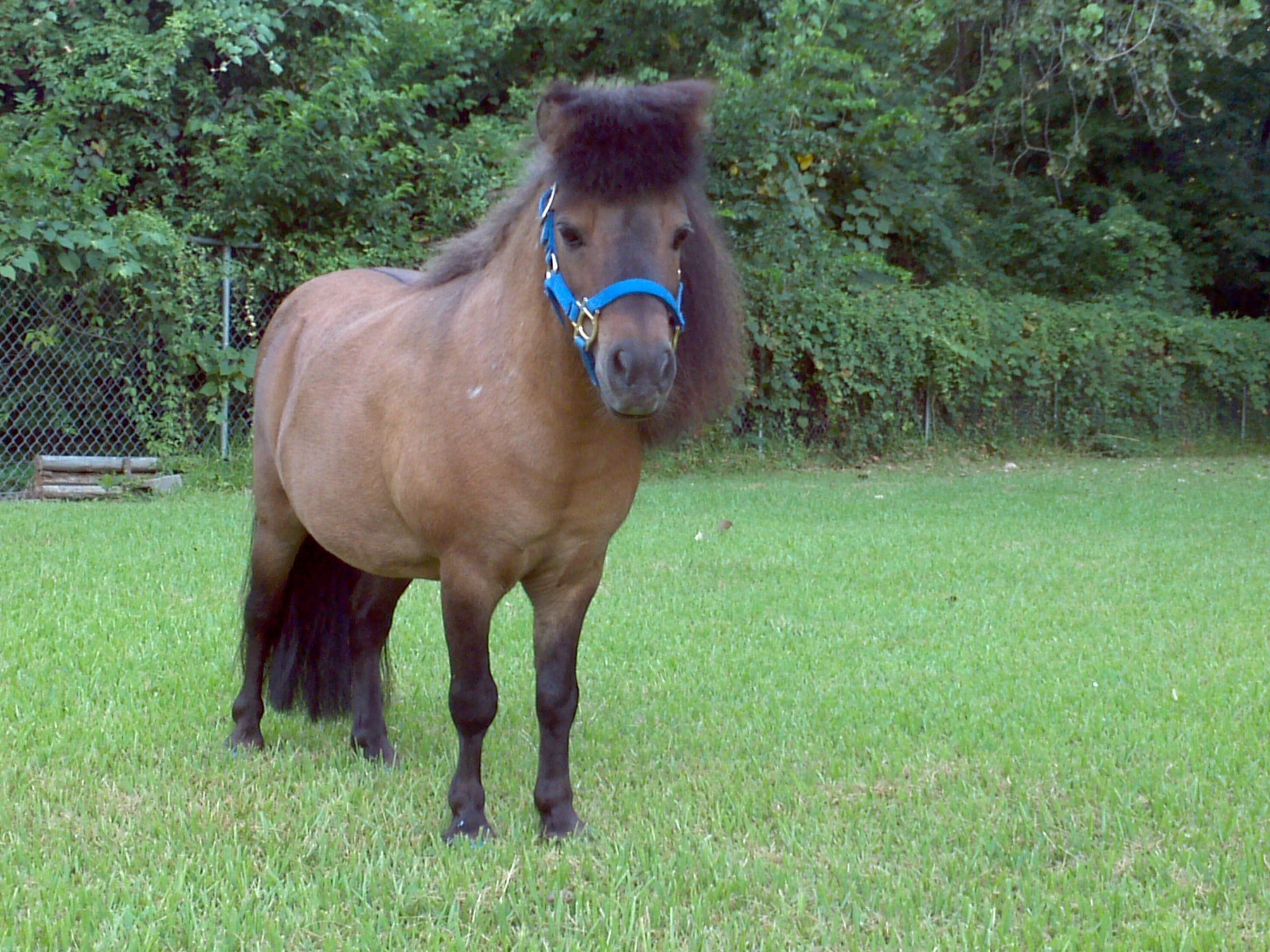 Clydesdale Horses Wallpaper (49+ images)