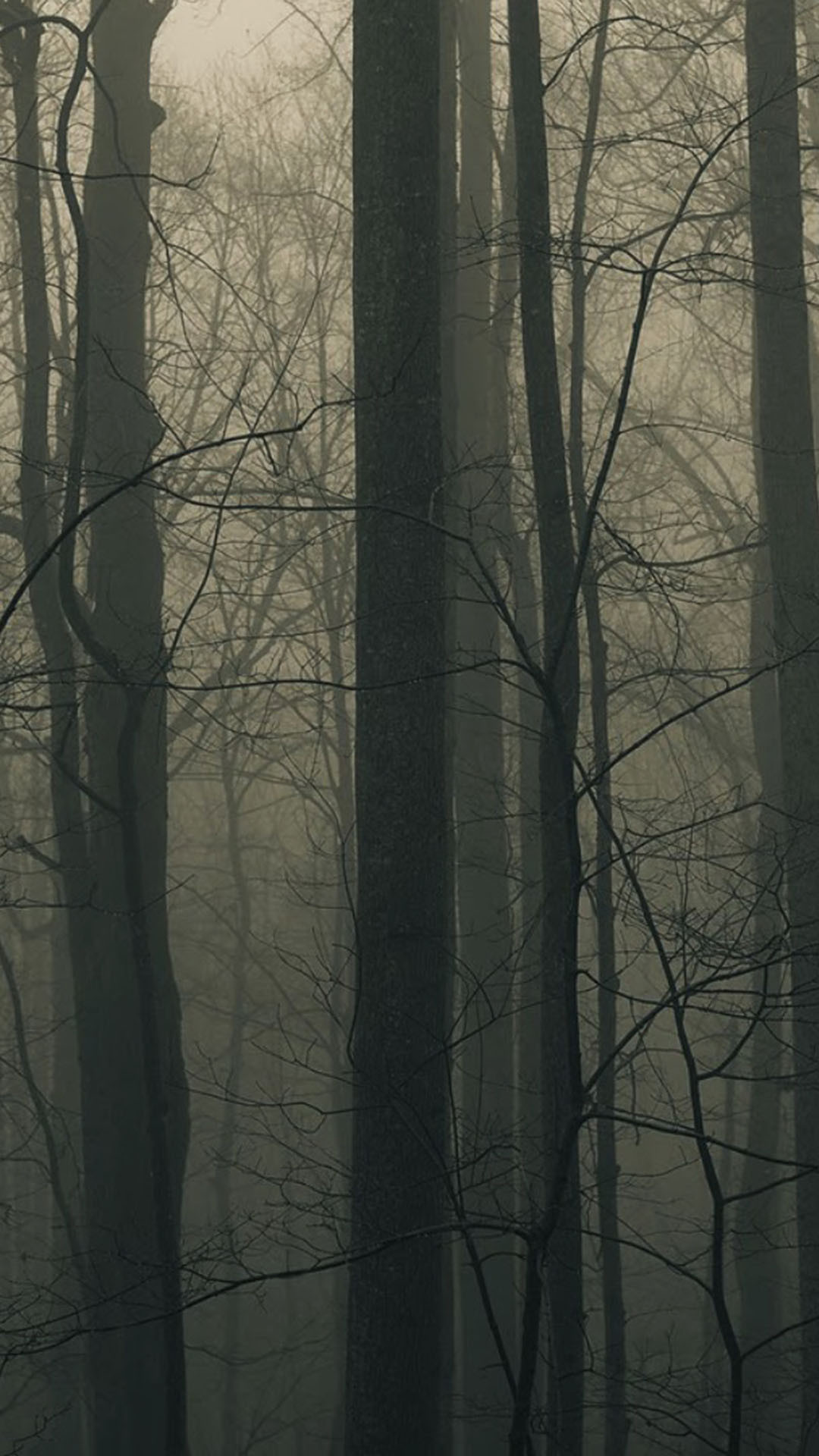 Spooky Forest Wallpaper (68+ images)