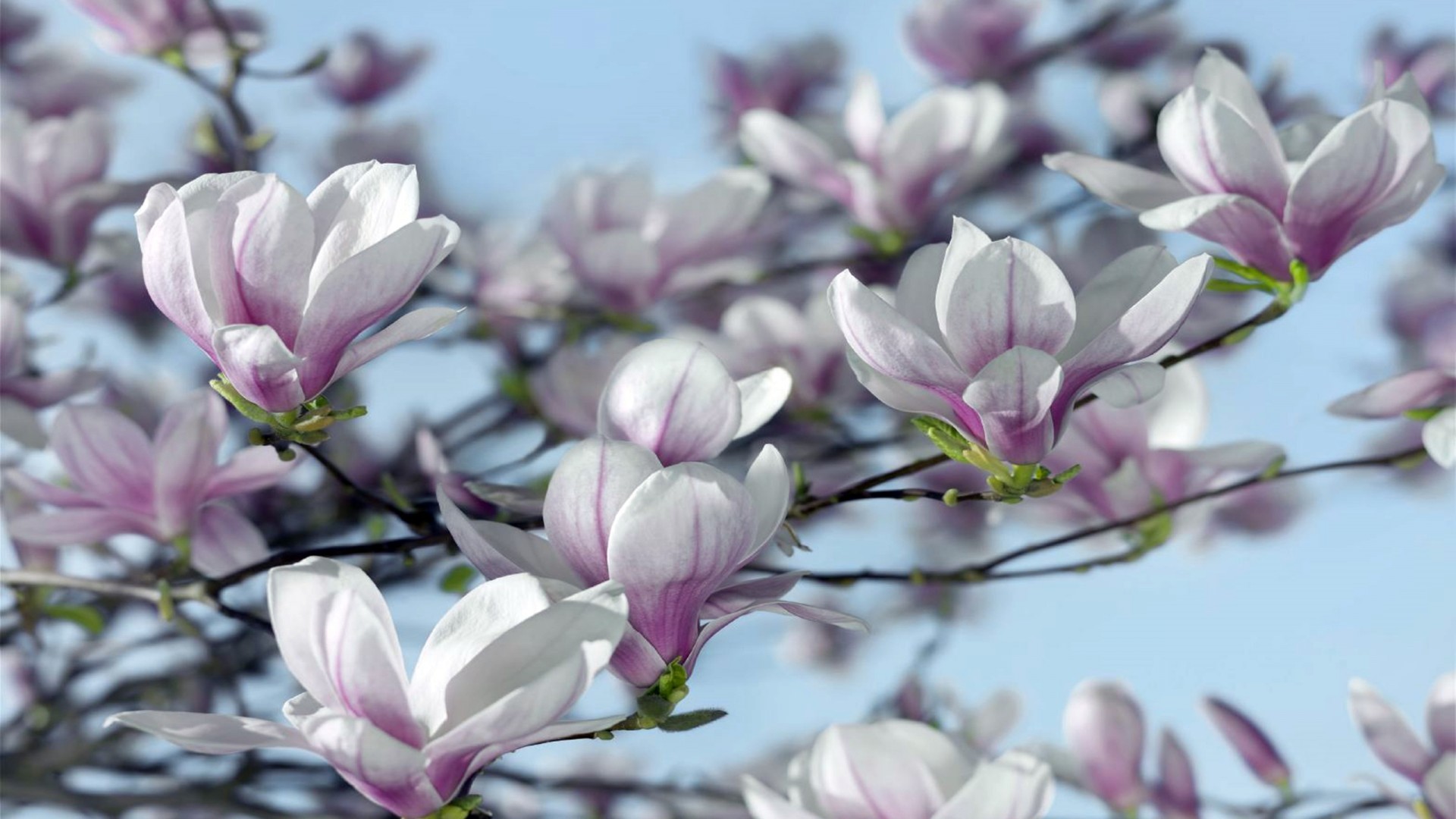 Magnolia Wallpaper (64+ images)