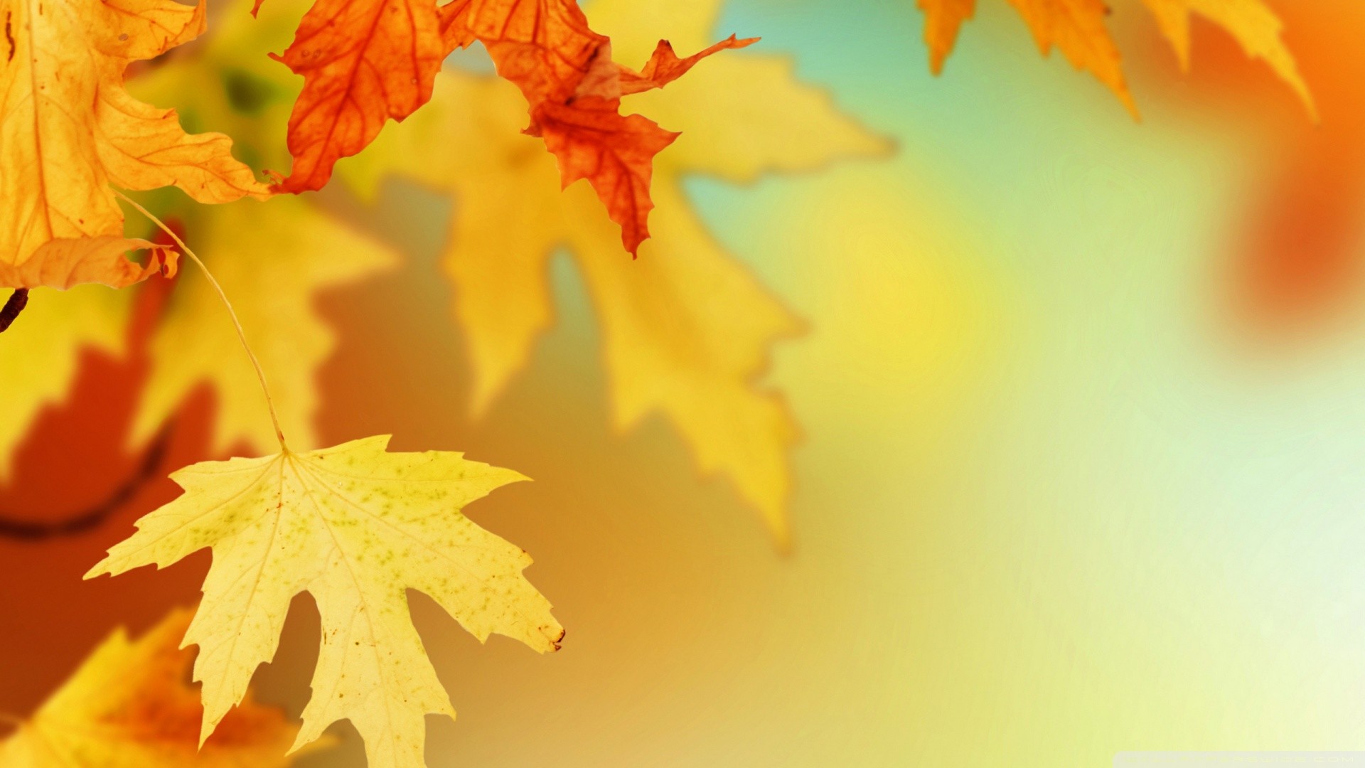 Cute Fall Wallpaper Backgrounds (60+ images)