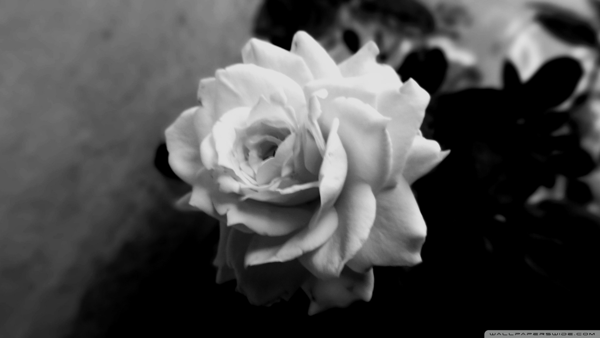Black and White Rose Wallpaper (61+ images)