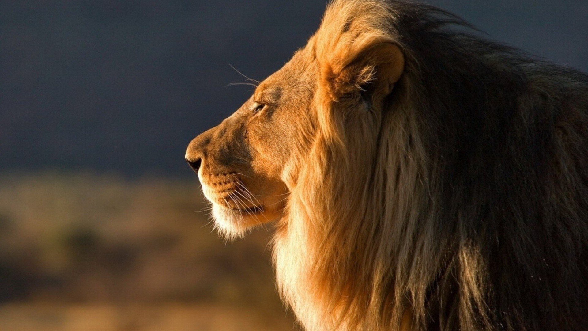 Lion Screensavers and Wallpaper (63+ images)