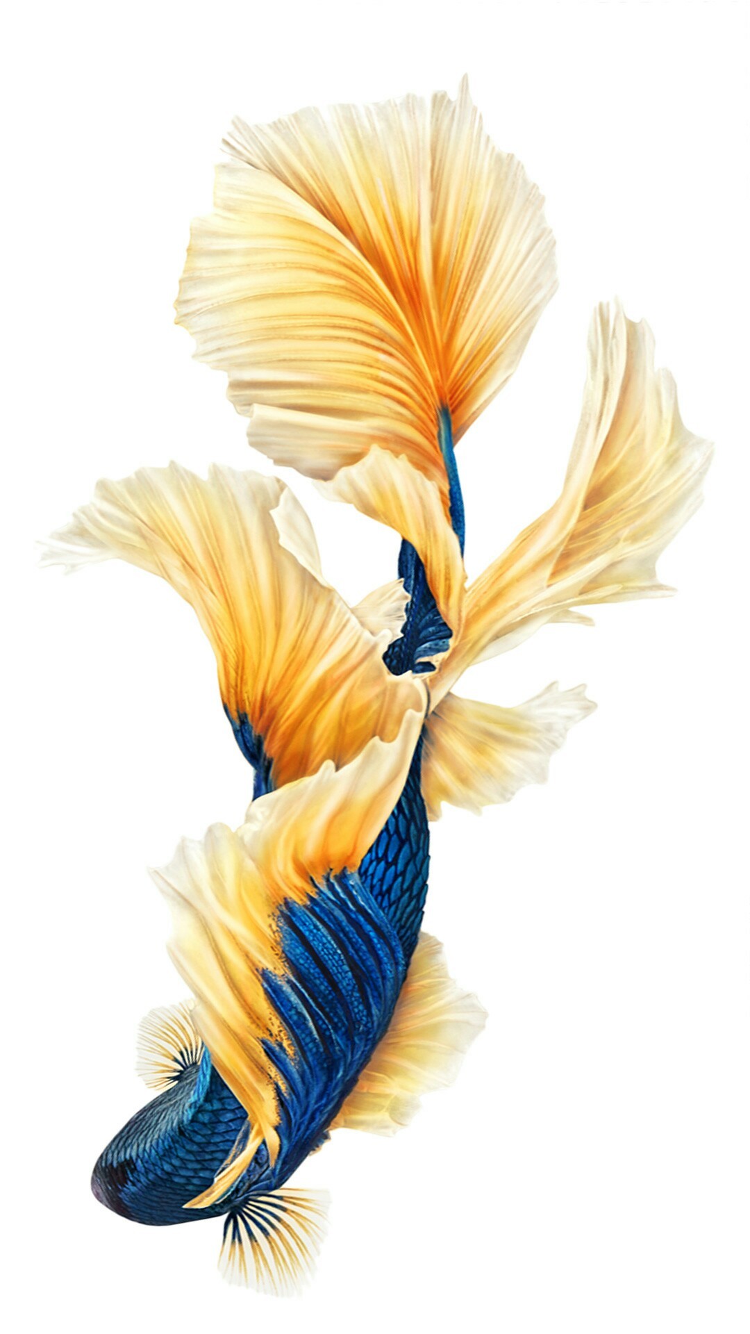 IPhone 6S Fish Wallpapers (75+ images)
