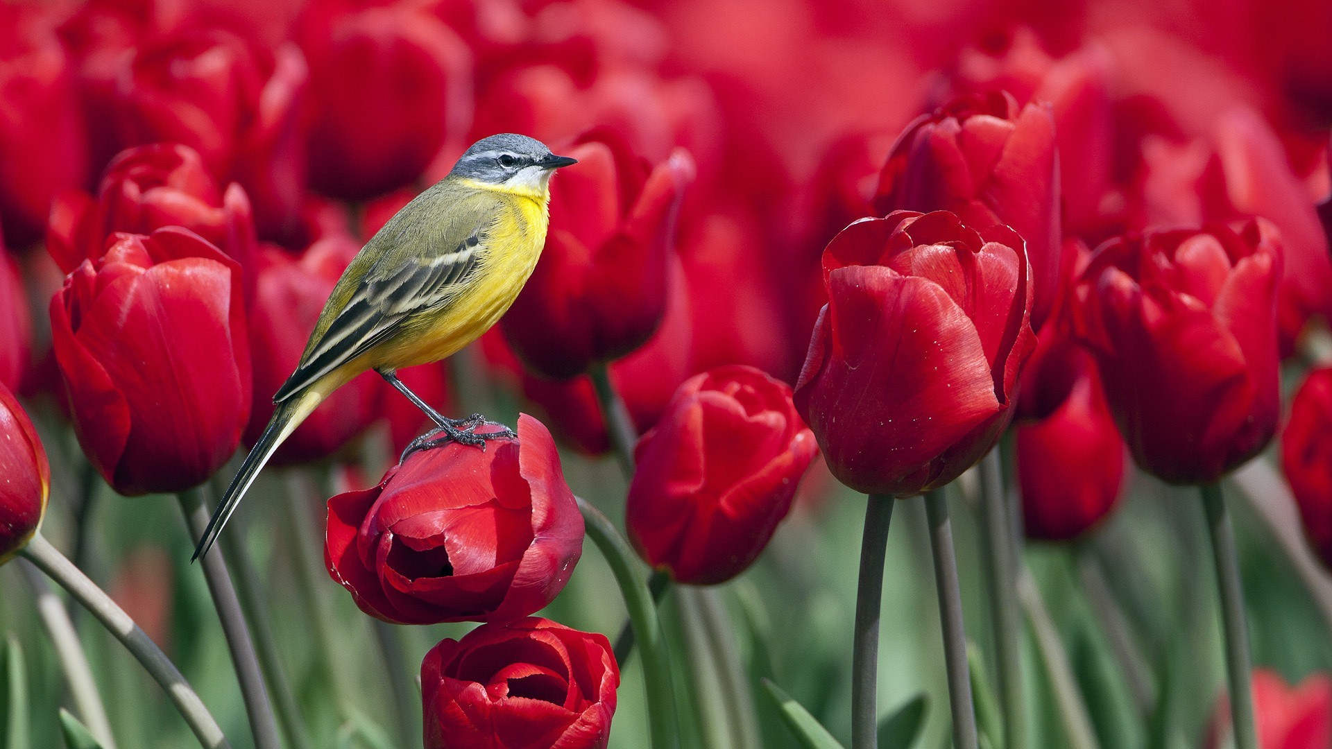 Wallpaper Birds and Flowers (61+ images)