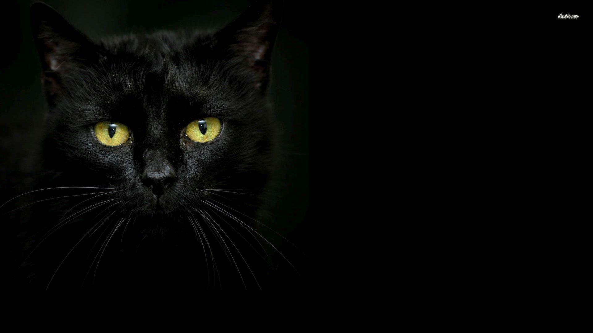 Black Cat Eyes Wallpaper (69+ images)