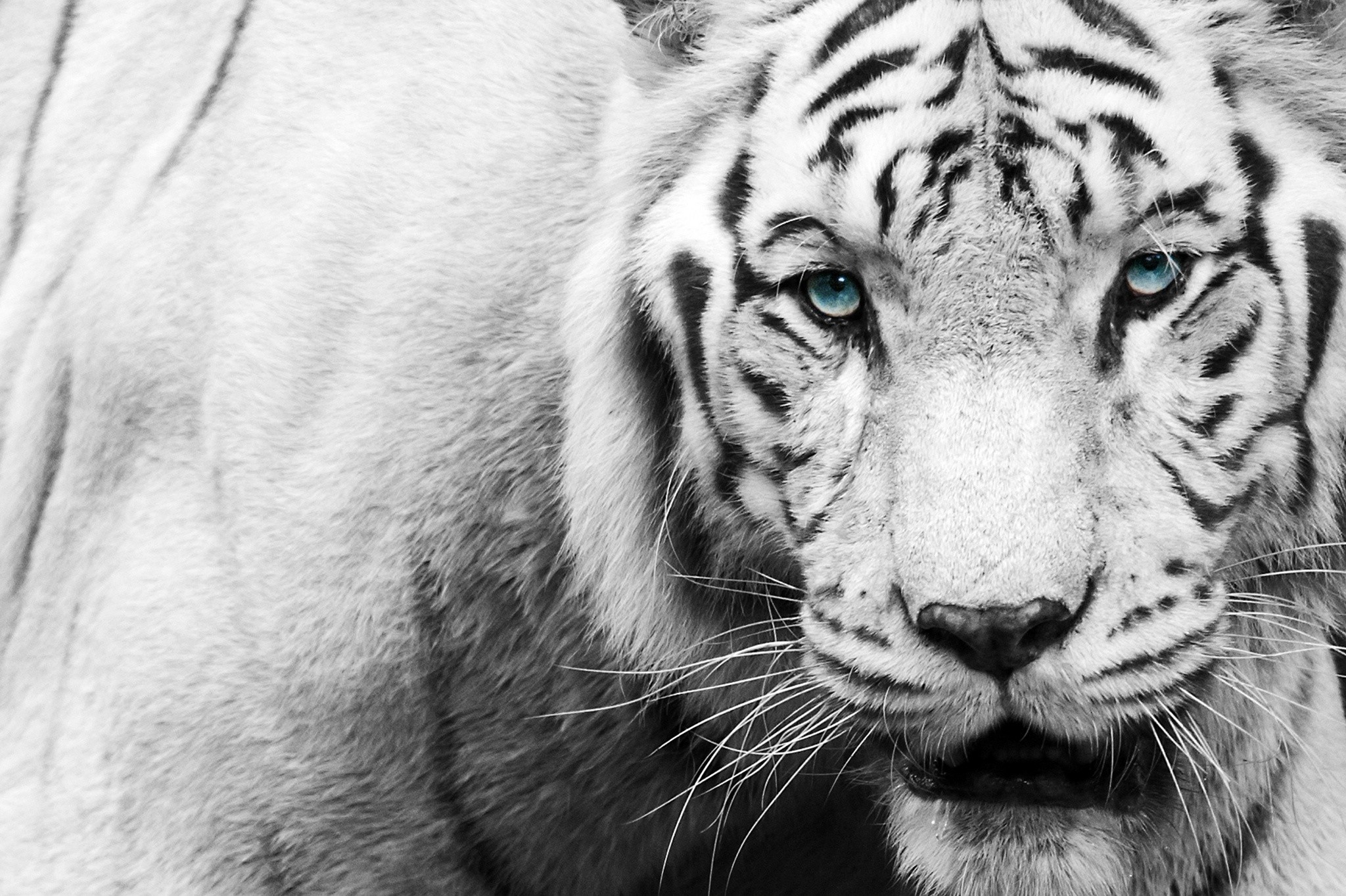 Black and White Tiger Wallpaper (60+ images)