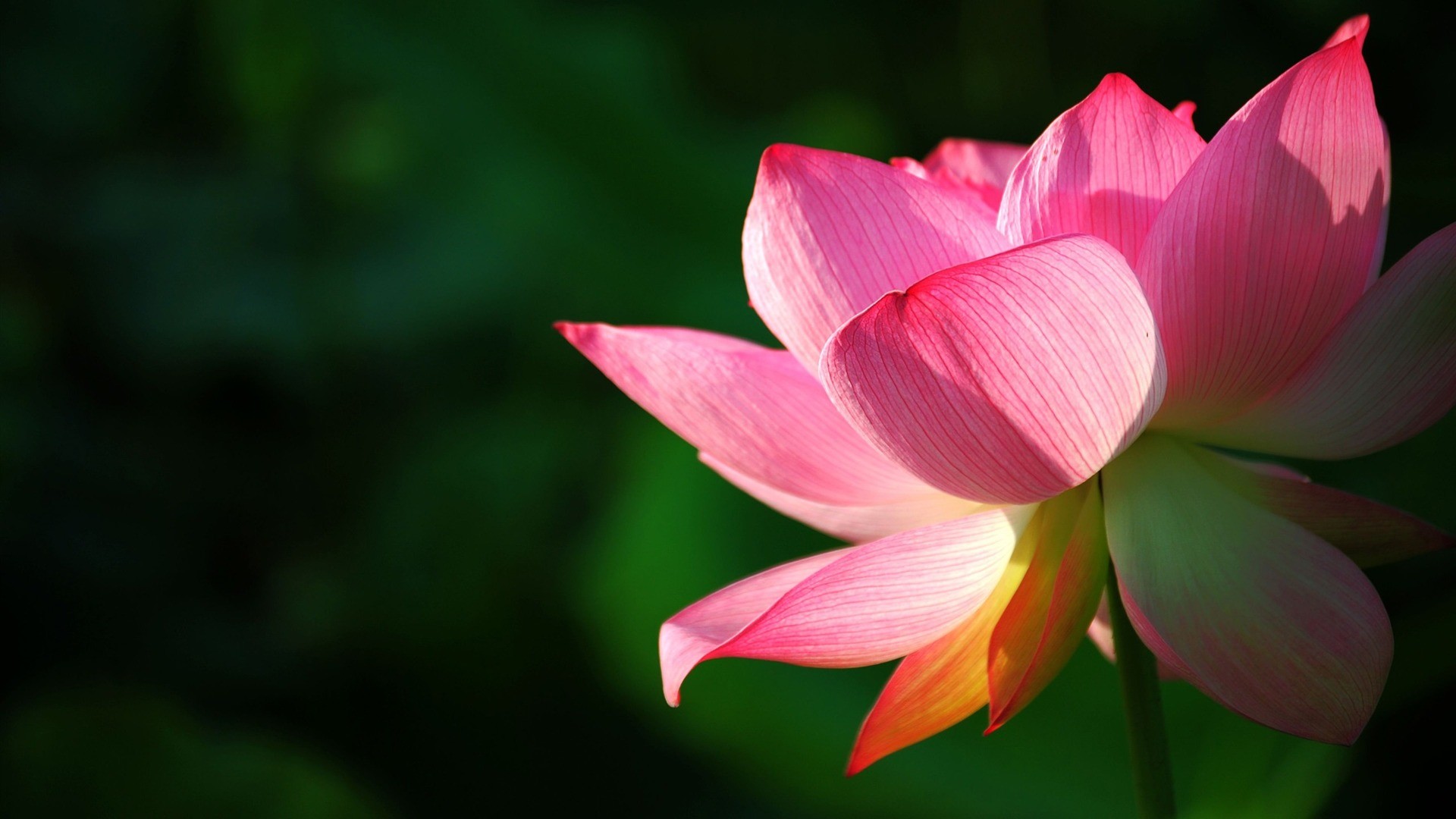 Lotus Flower Background Wallpaper (65+ images)