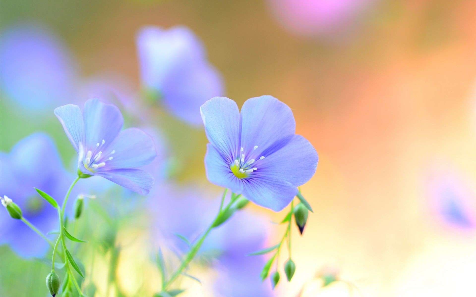 Light Blue Flower Wallpaper (59+ images)