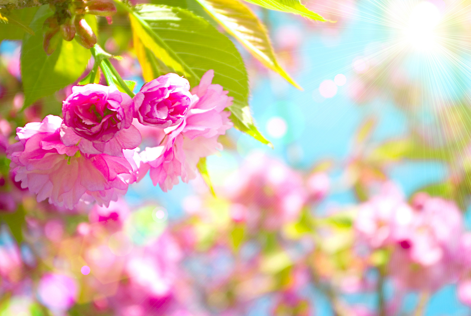 May Flowers Wallpaper HD Desktop (66+ images)