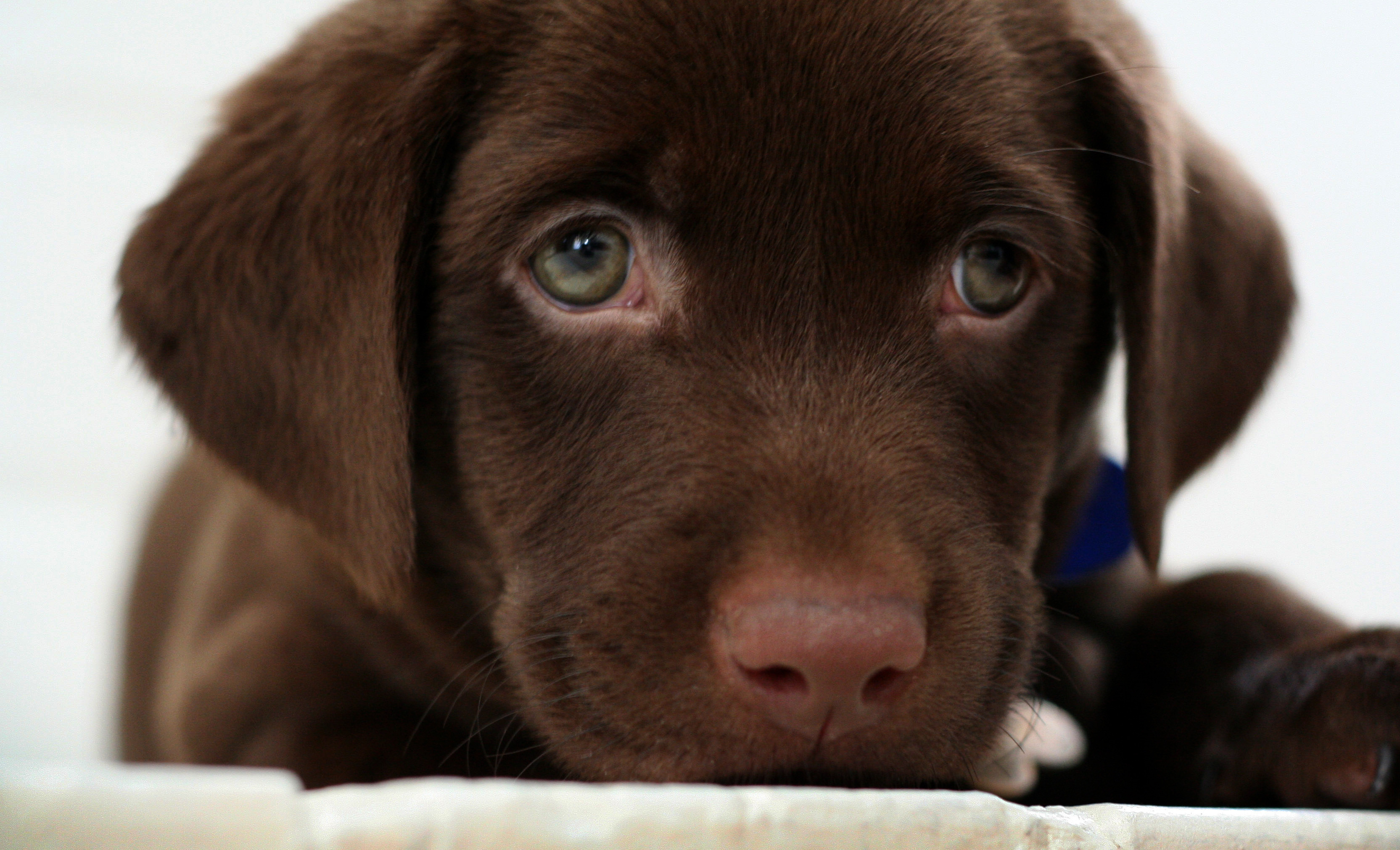 Chocolate Lab Puppy Wallpaper (60+ images)