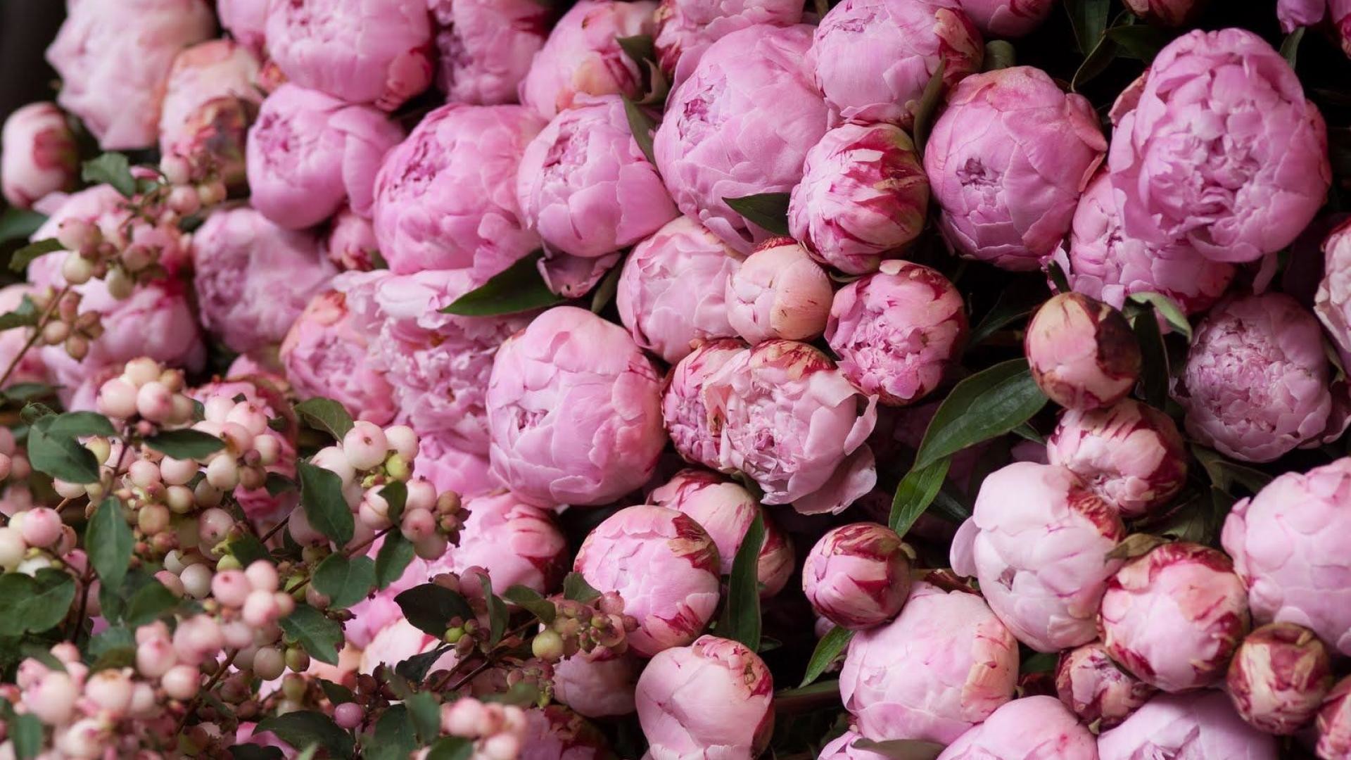 Pink Peonies Wallpaper (46+ images)