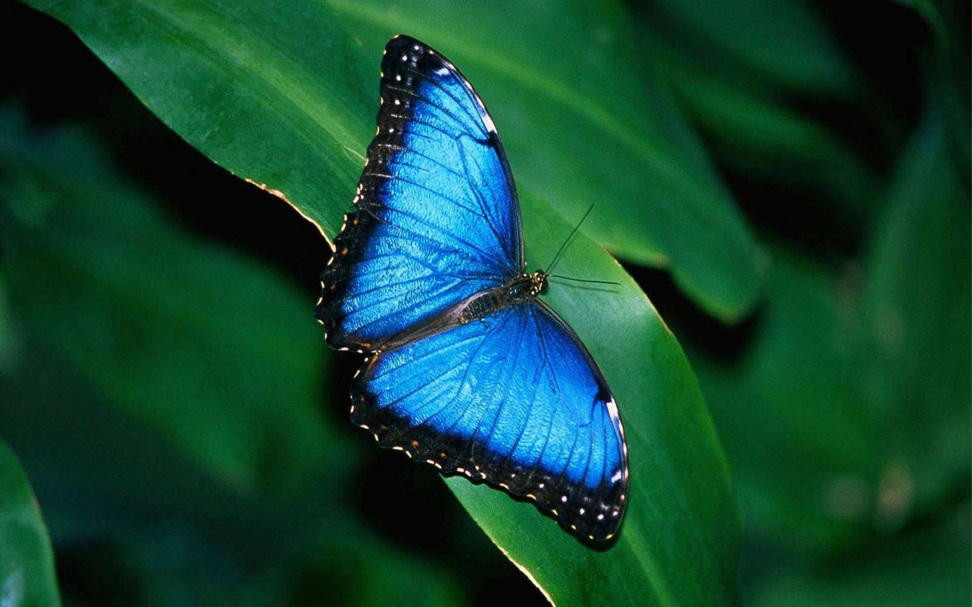 Blue Butterfly Wallpaper Background (63+ images)