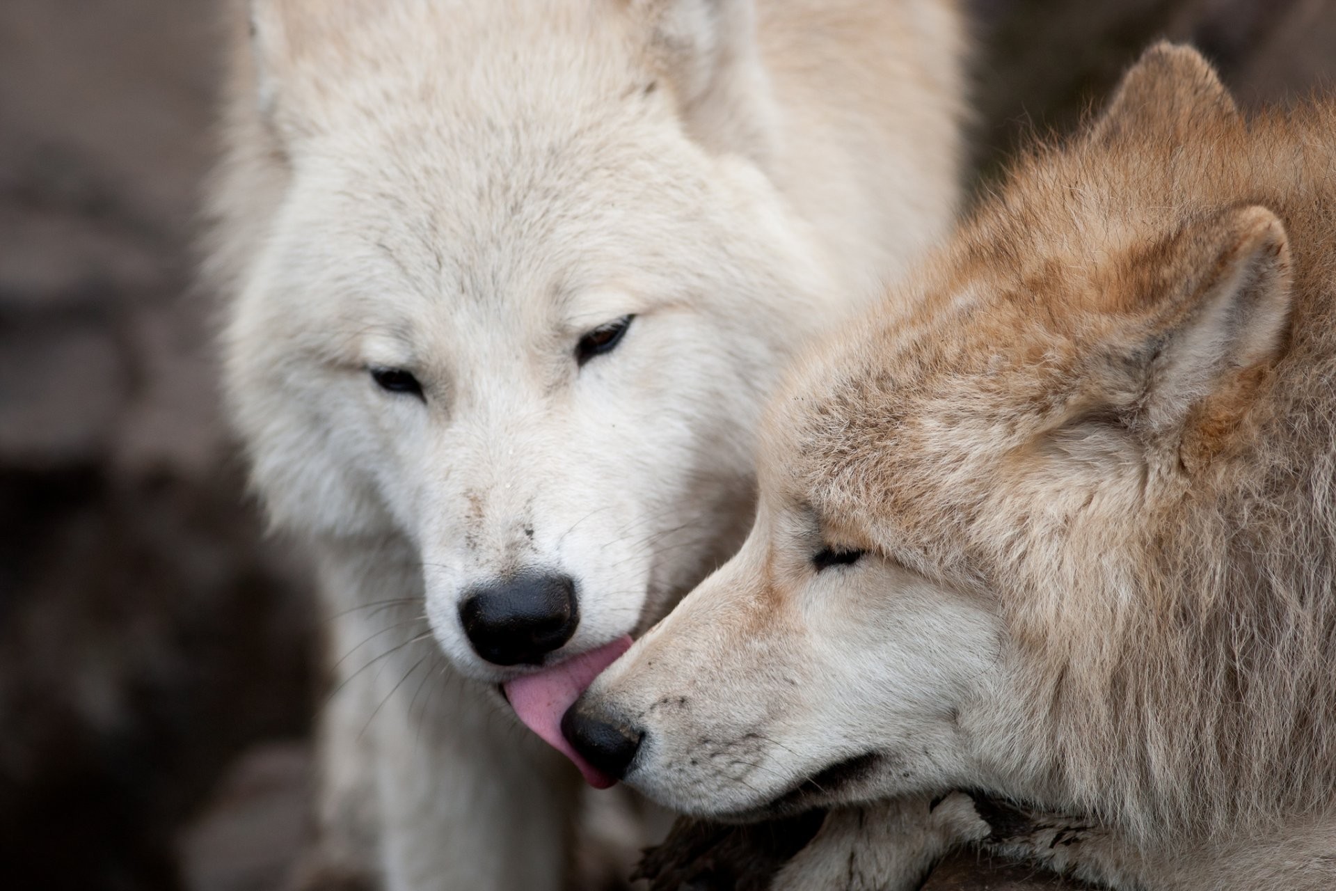 Wolves in Love Wallpapers (53+ images)