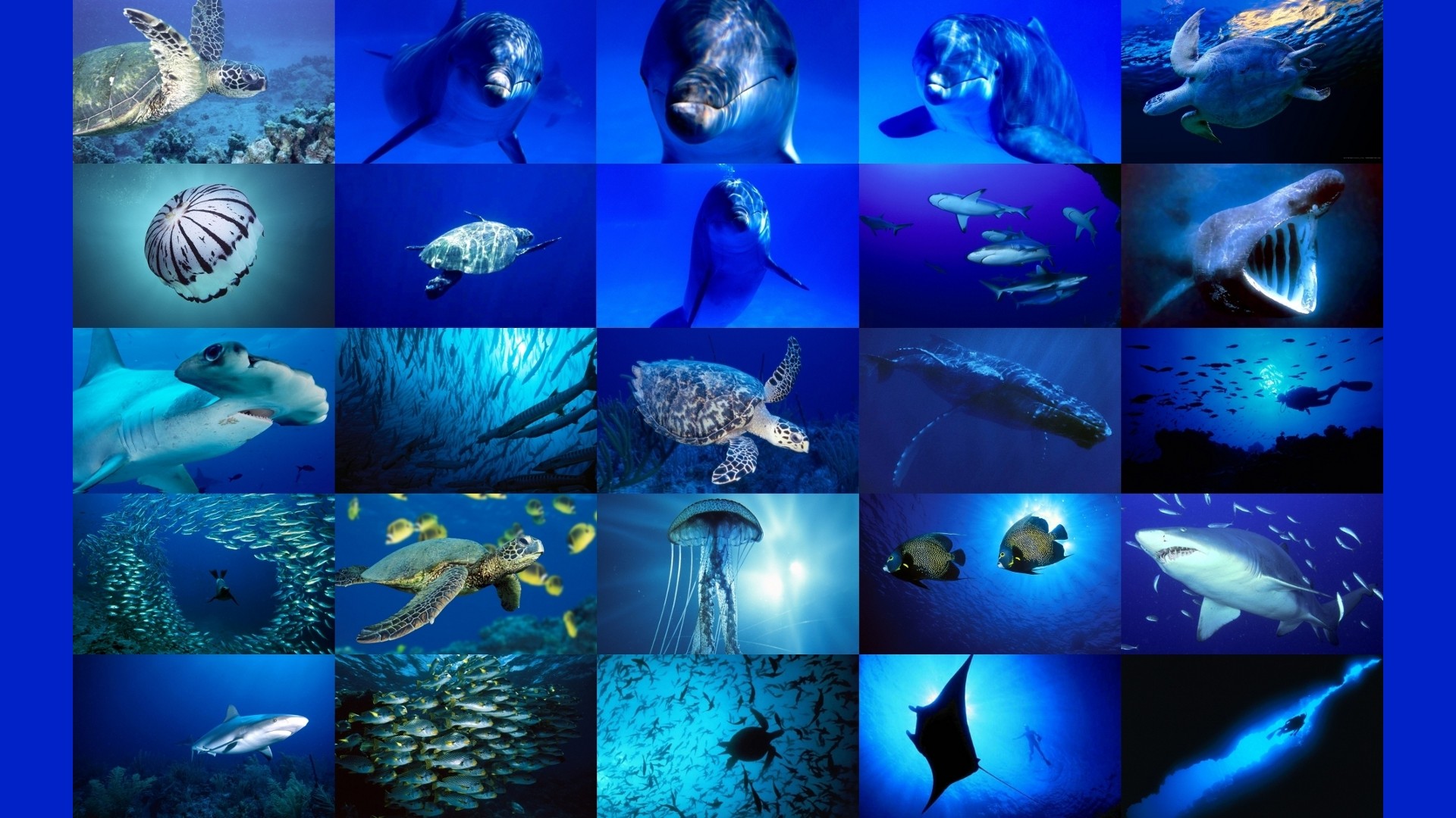 Sea Animal Wallpaper (55+ images)