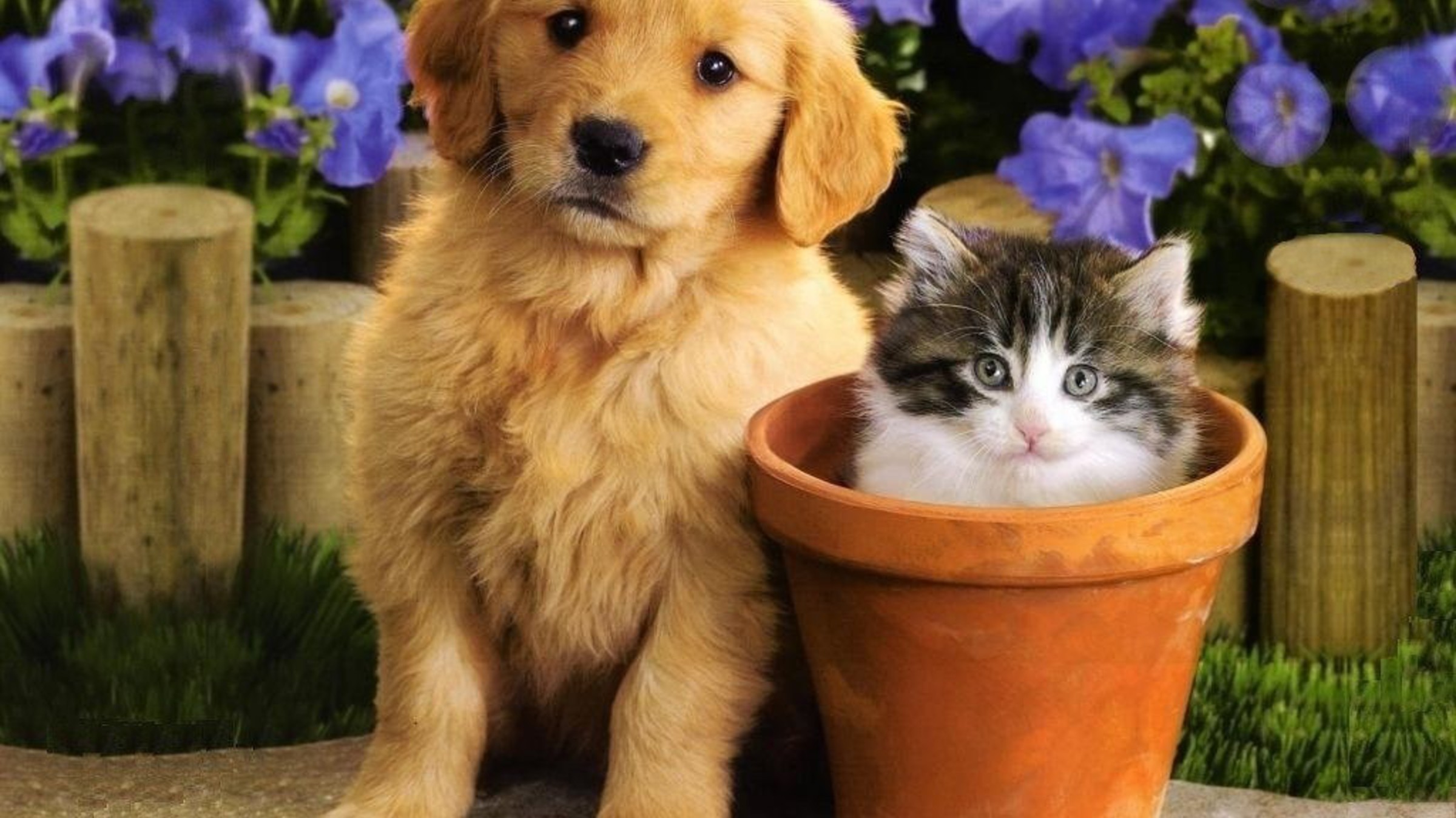 Cute Puppy and Kitten Wallpapers (58+ images)