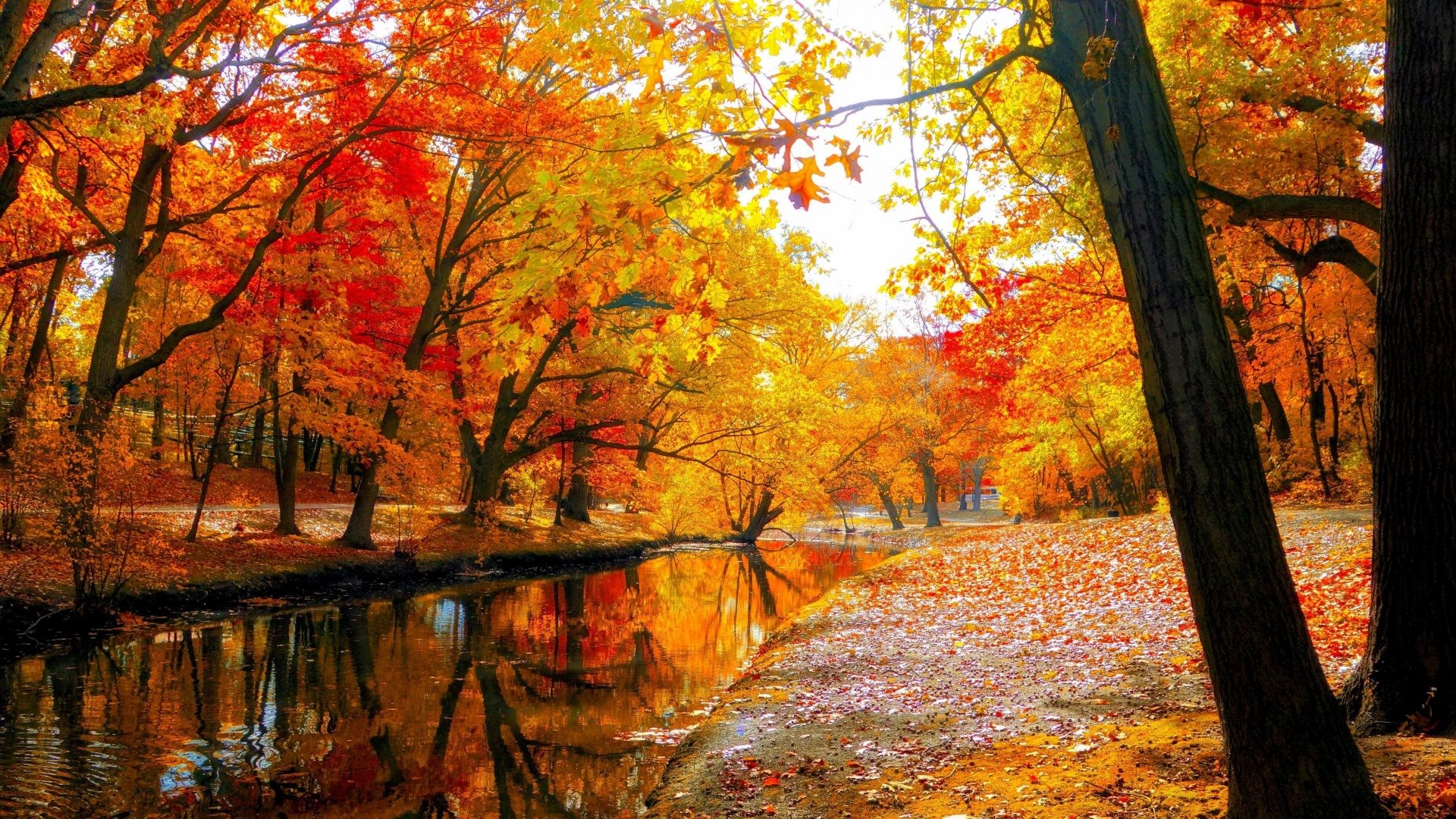 Fall Leaves Wallpaper HD (62+ images)