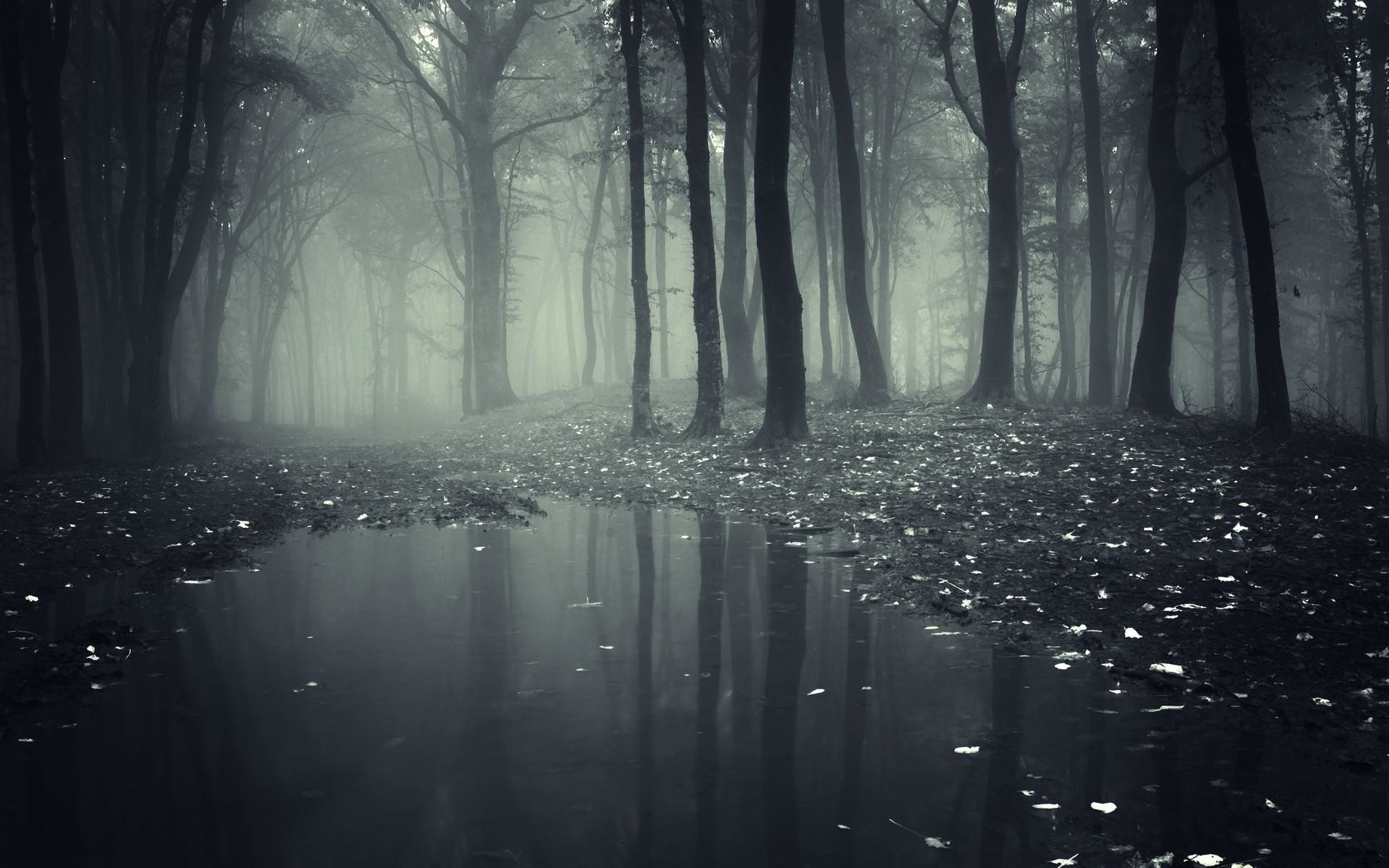 Dark Scary Forest Wallpaper (64+ images)