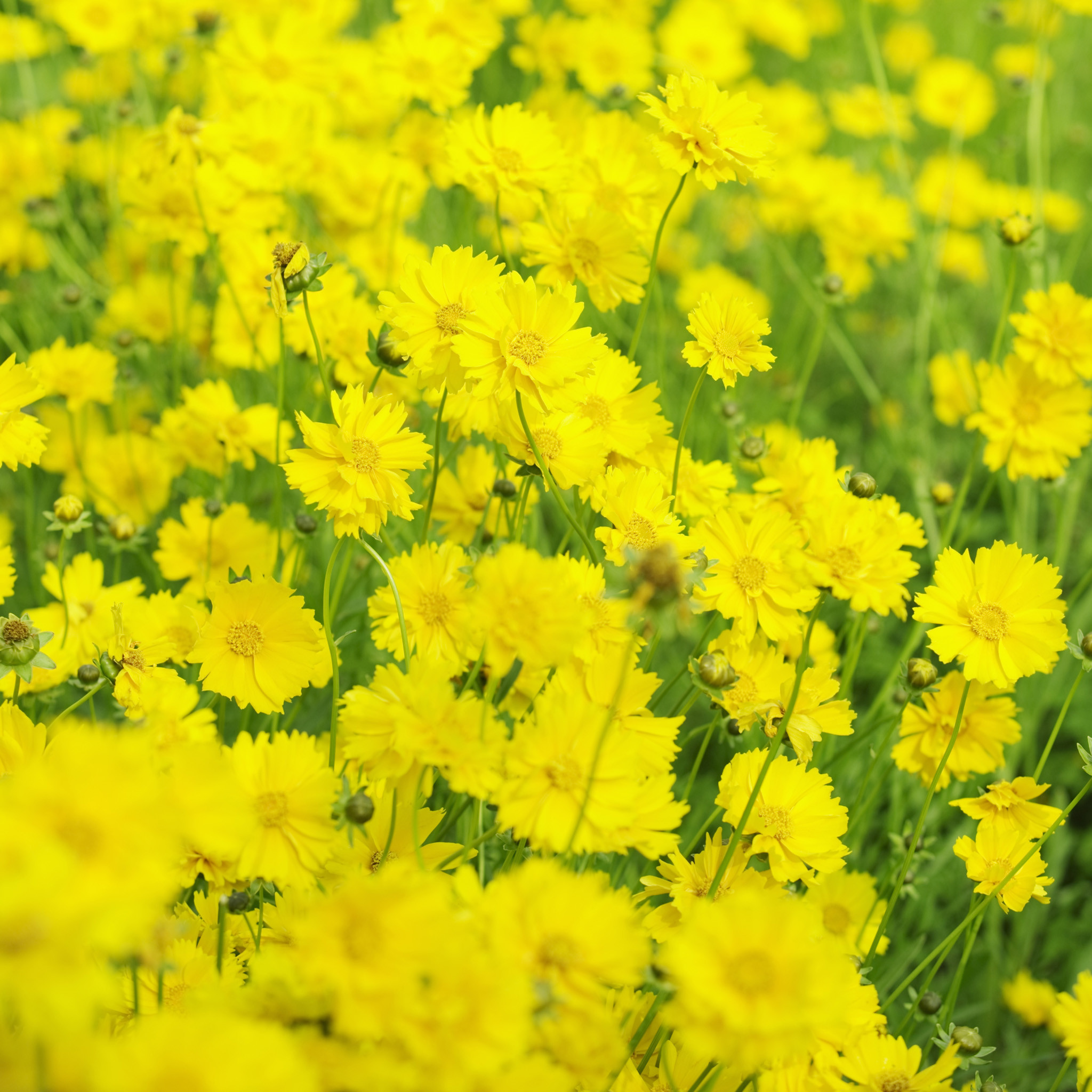 HD IPad Air 2 Wallpapers (73+ images)