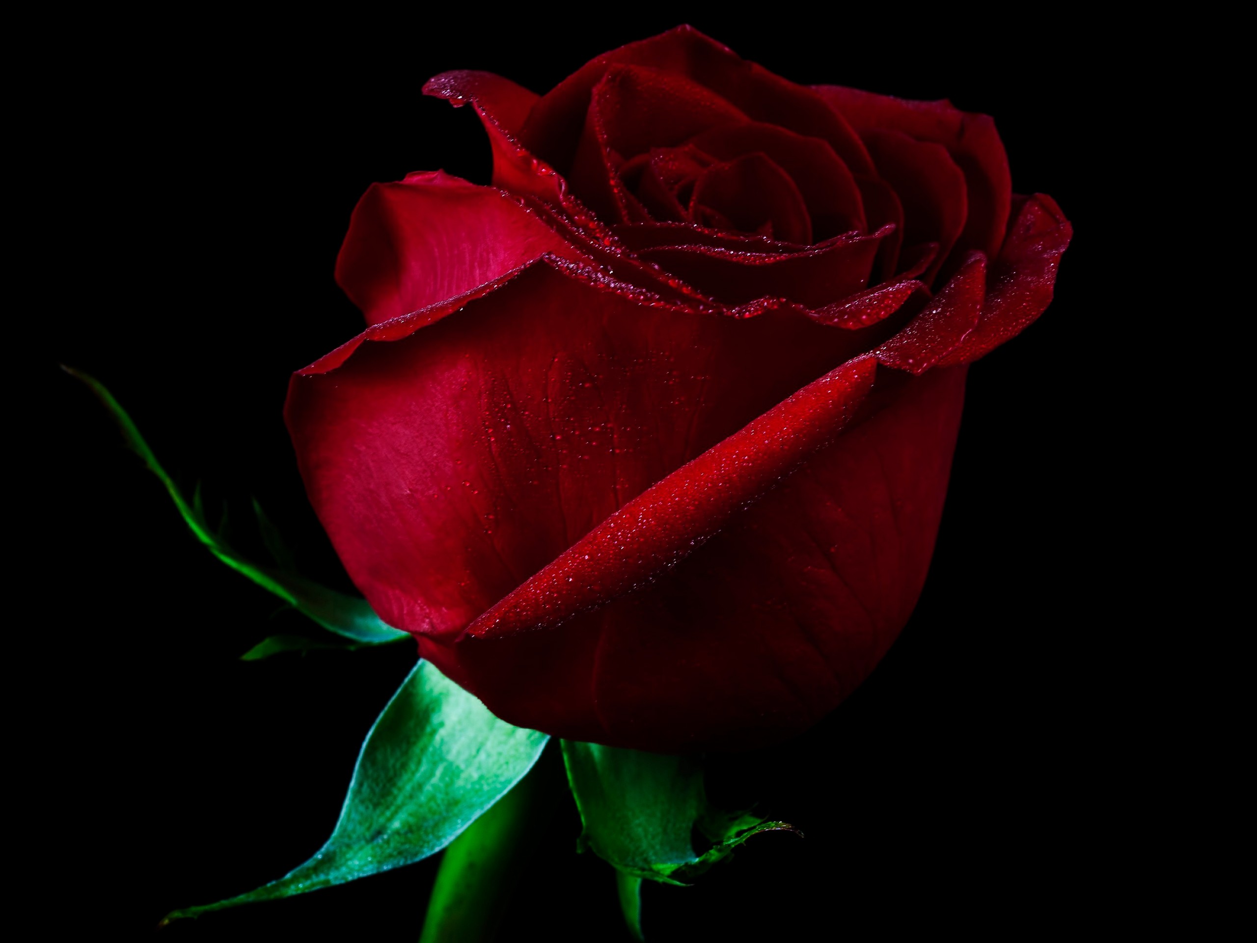 Bloody Rose Wallpaper (60+ images)