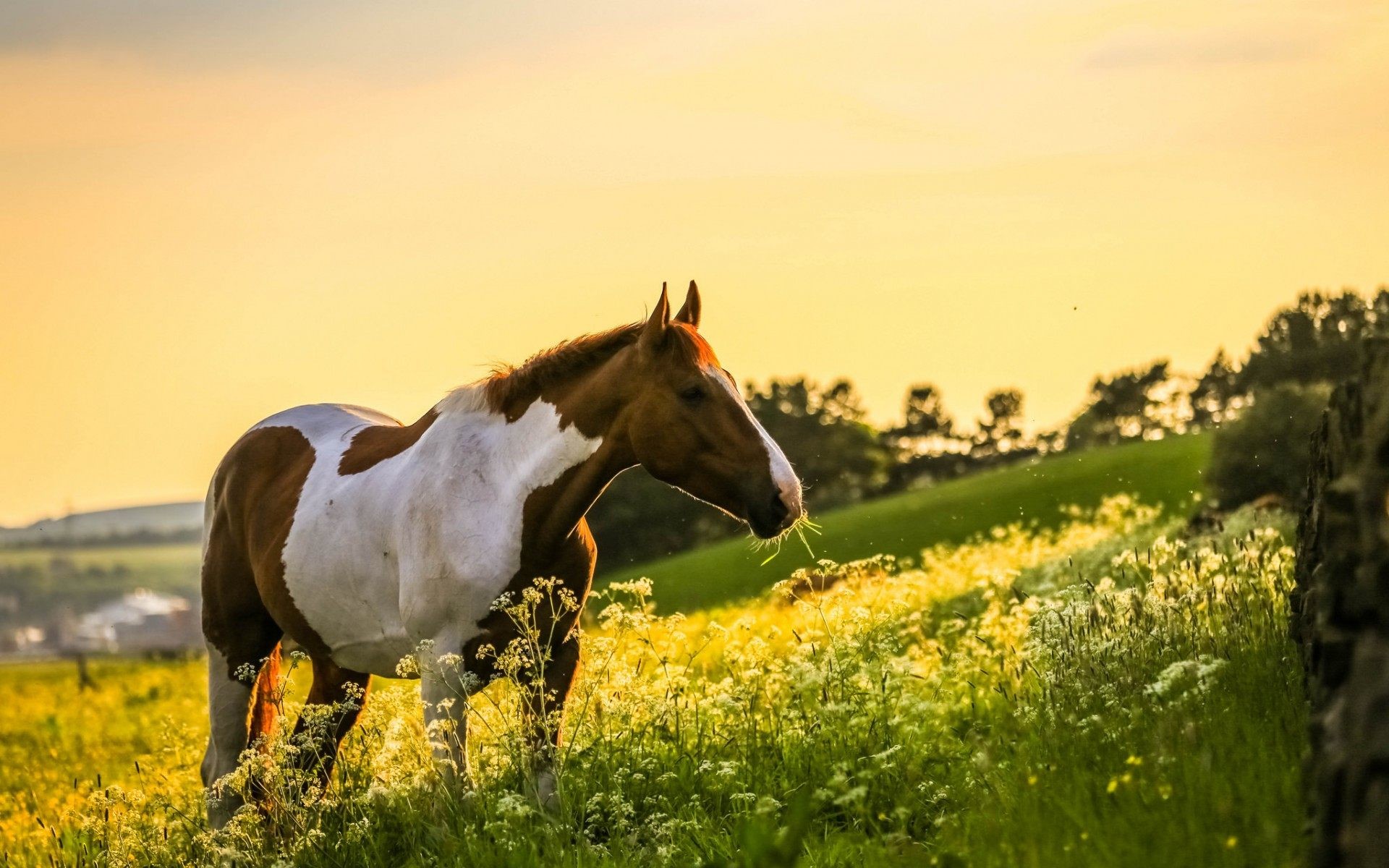 Fall Horse Wallpaper (42+ images)