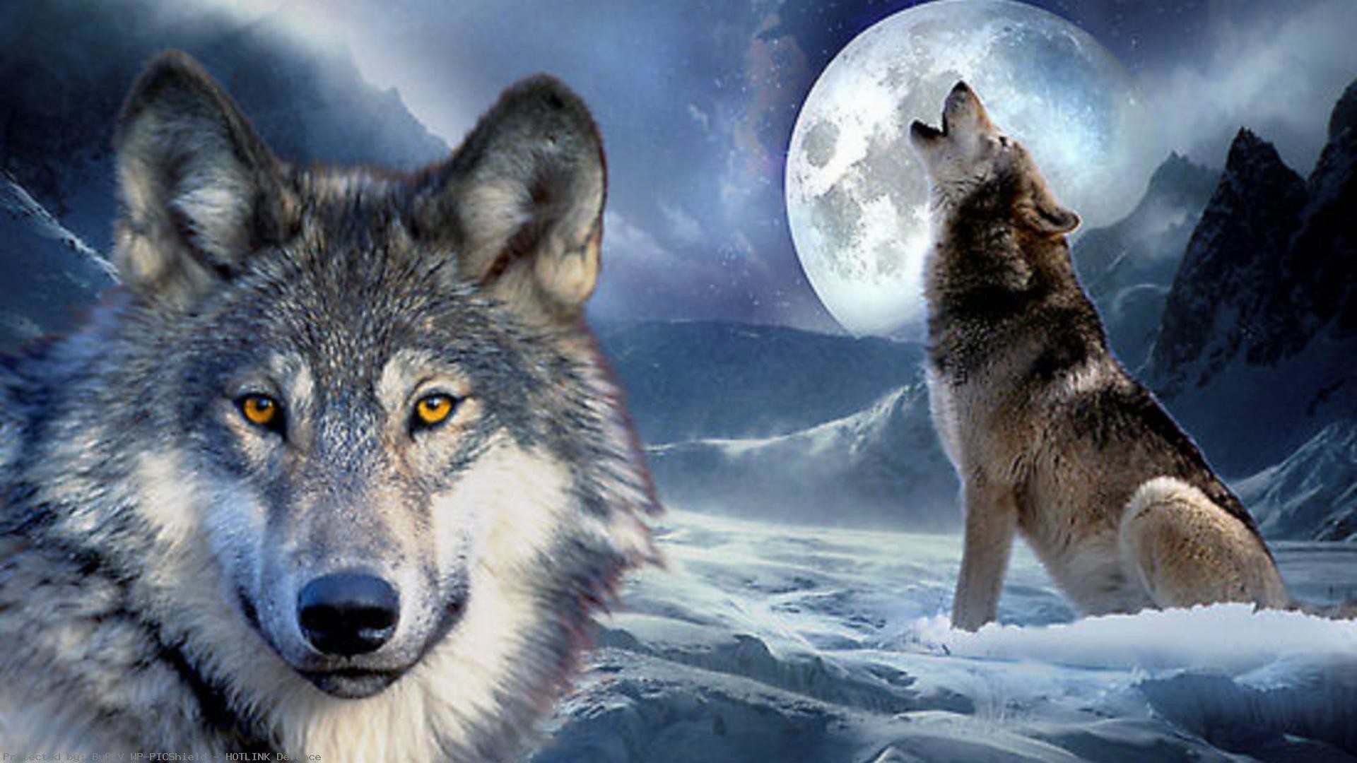 Live Wolf Wallpapers (50+ images)
