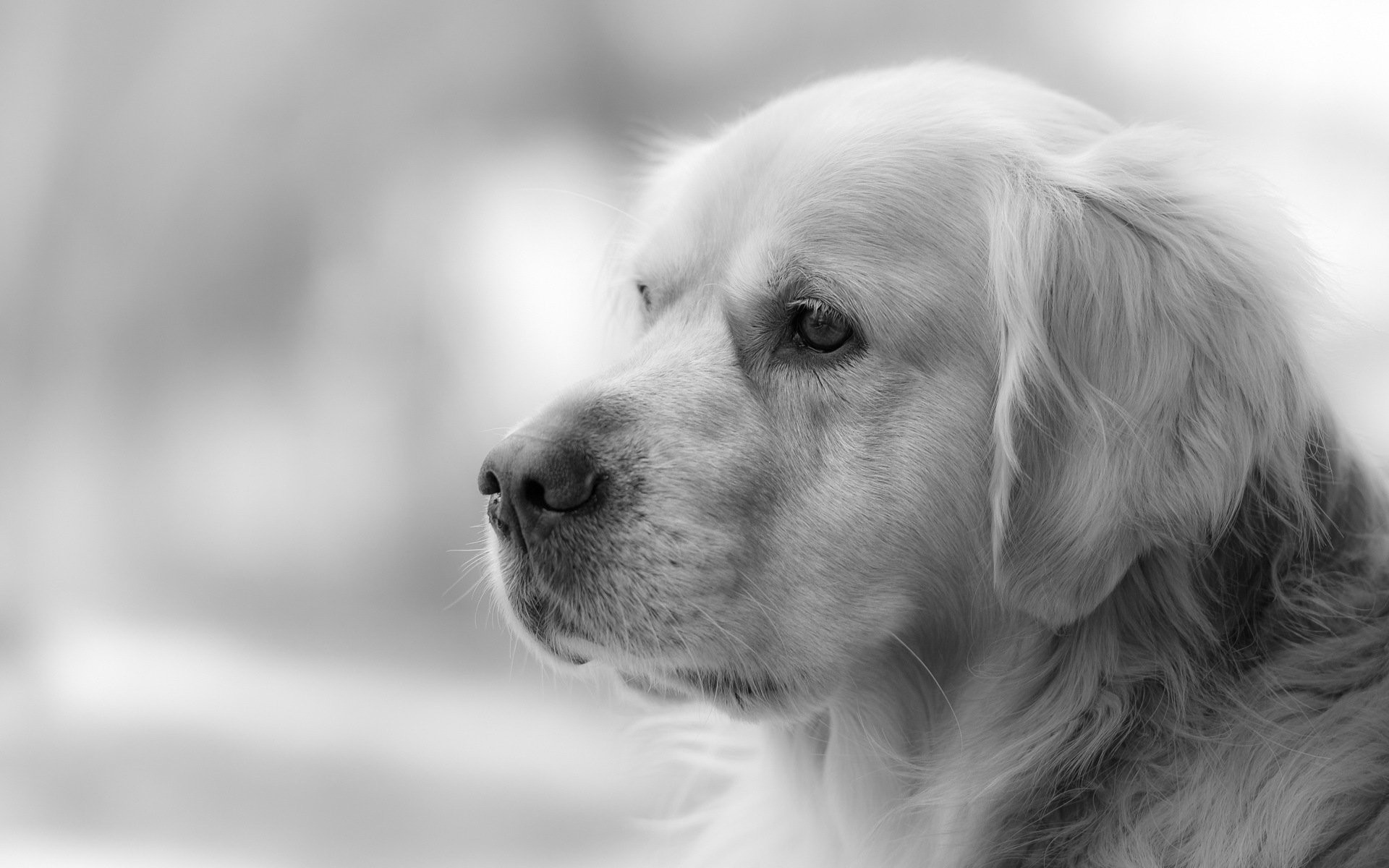 Black And White Dog Wallpaper (56+ images)