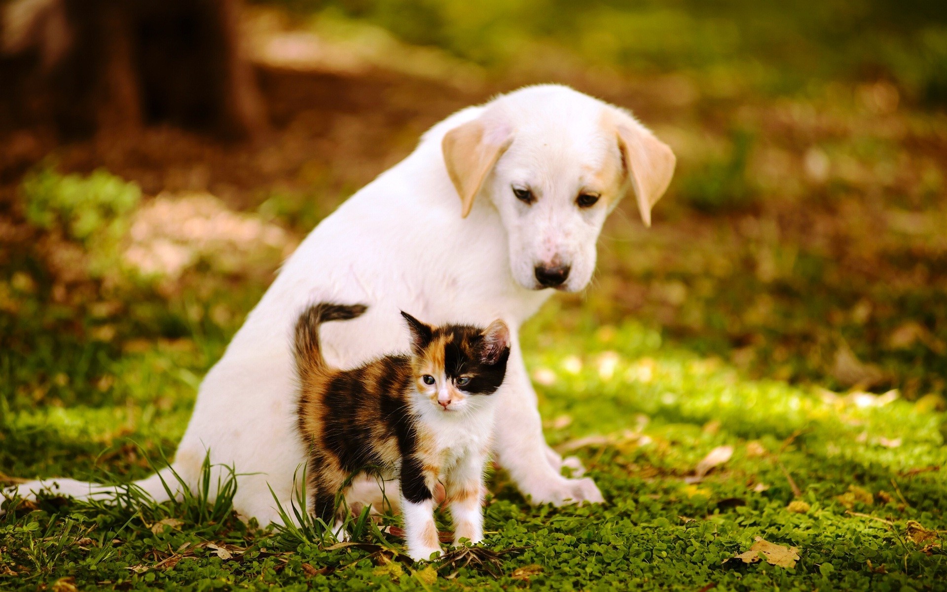 Cute Cats and Dogs Wallpaper (54+ images)