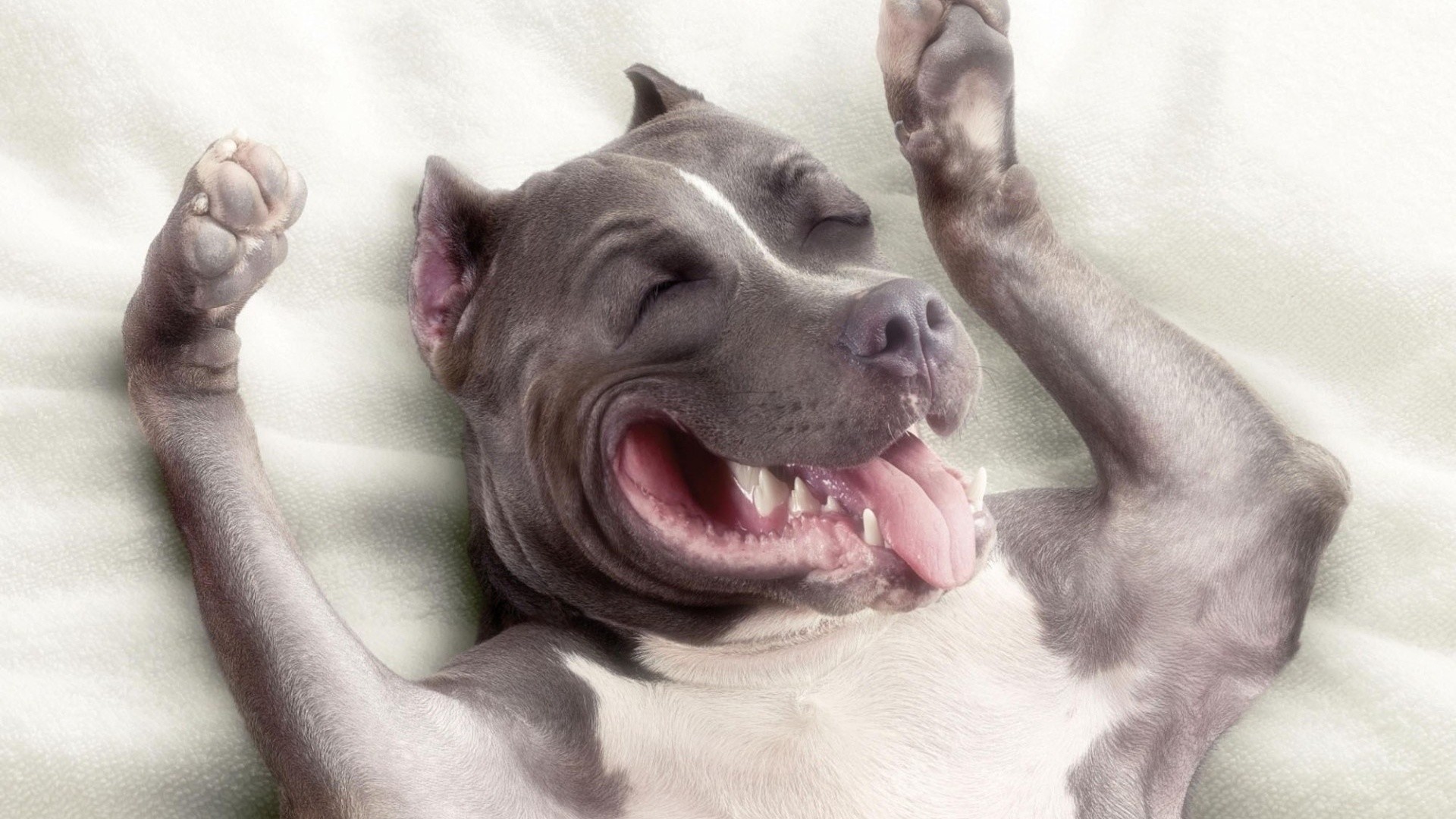 Pitbull Dog Wallpaper (46+ images)