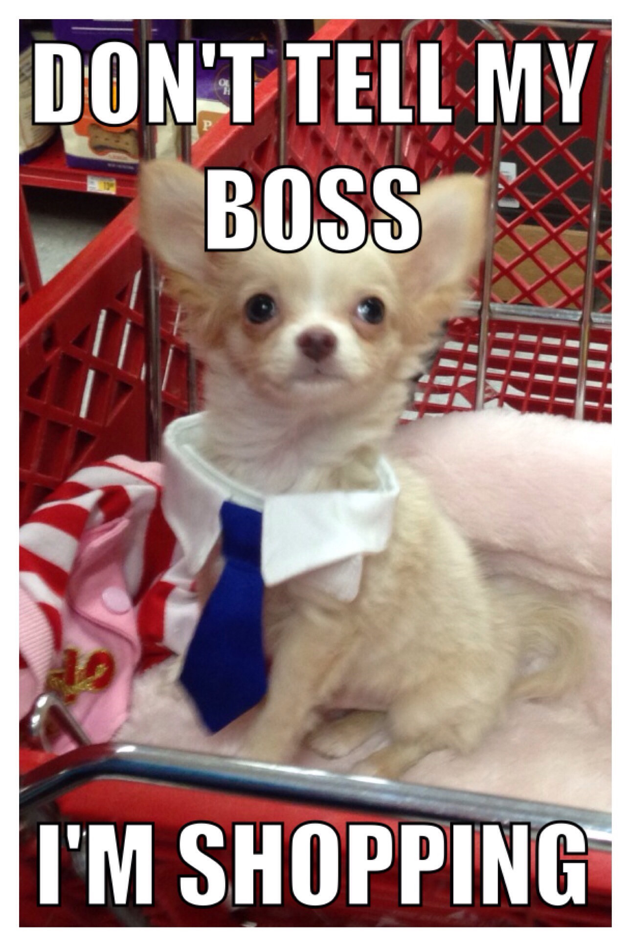 Teacup Chihuahua Wallpaper (52+ images)