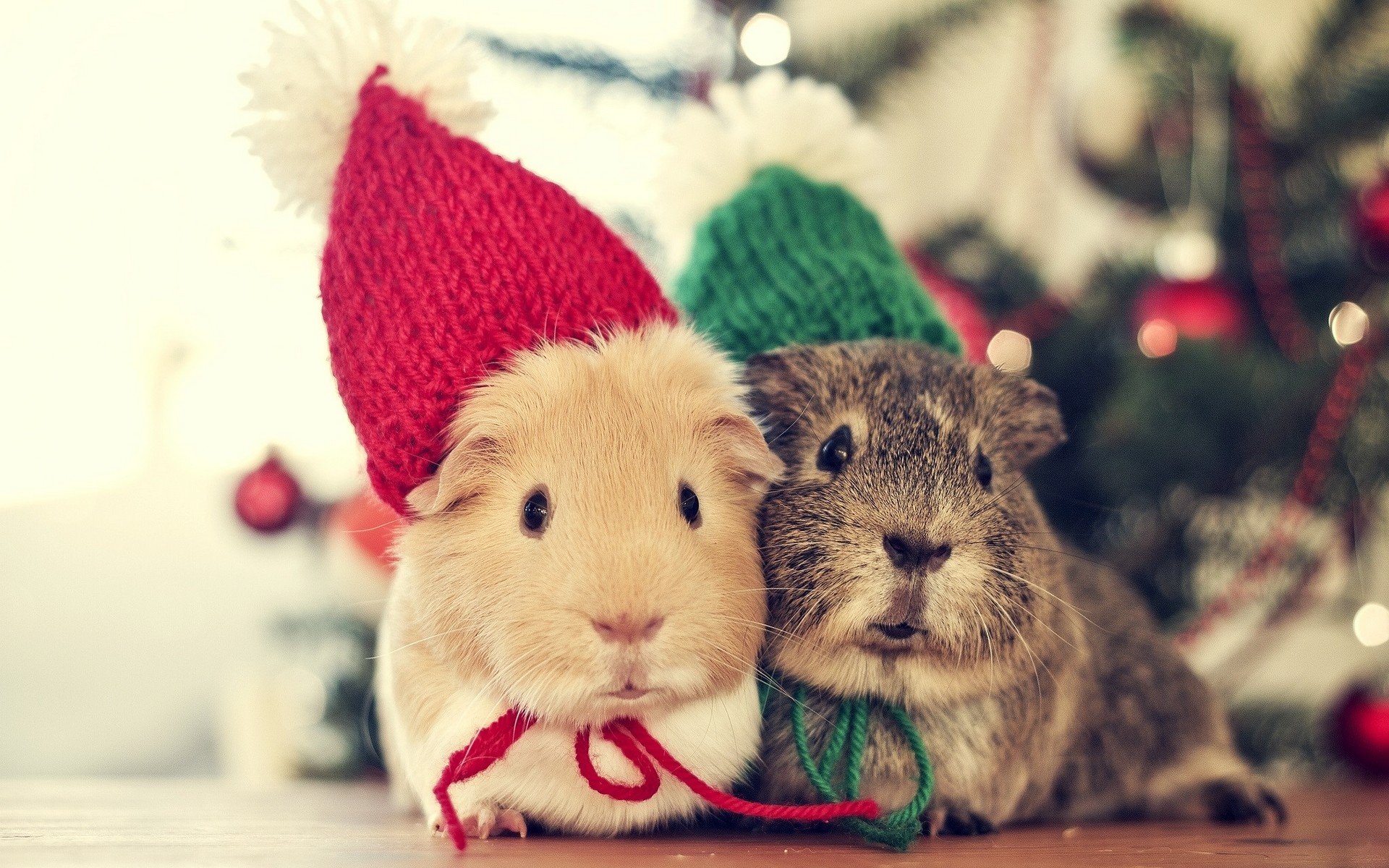 Christmas Guinea Pig Wallpaper (70+ images)