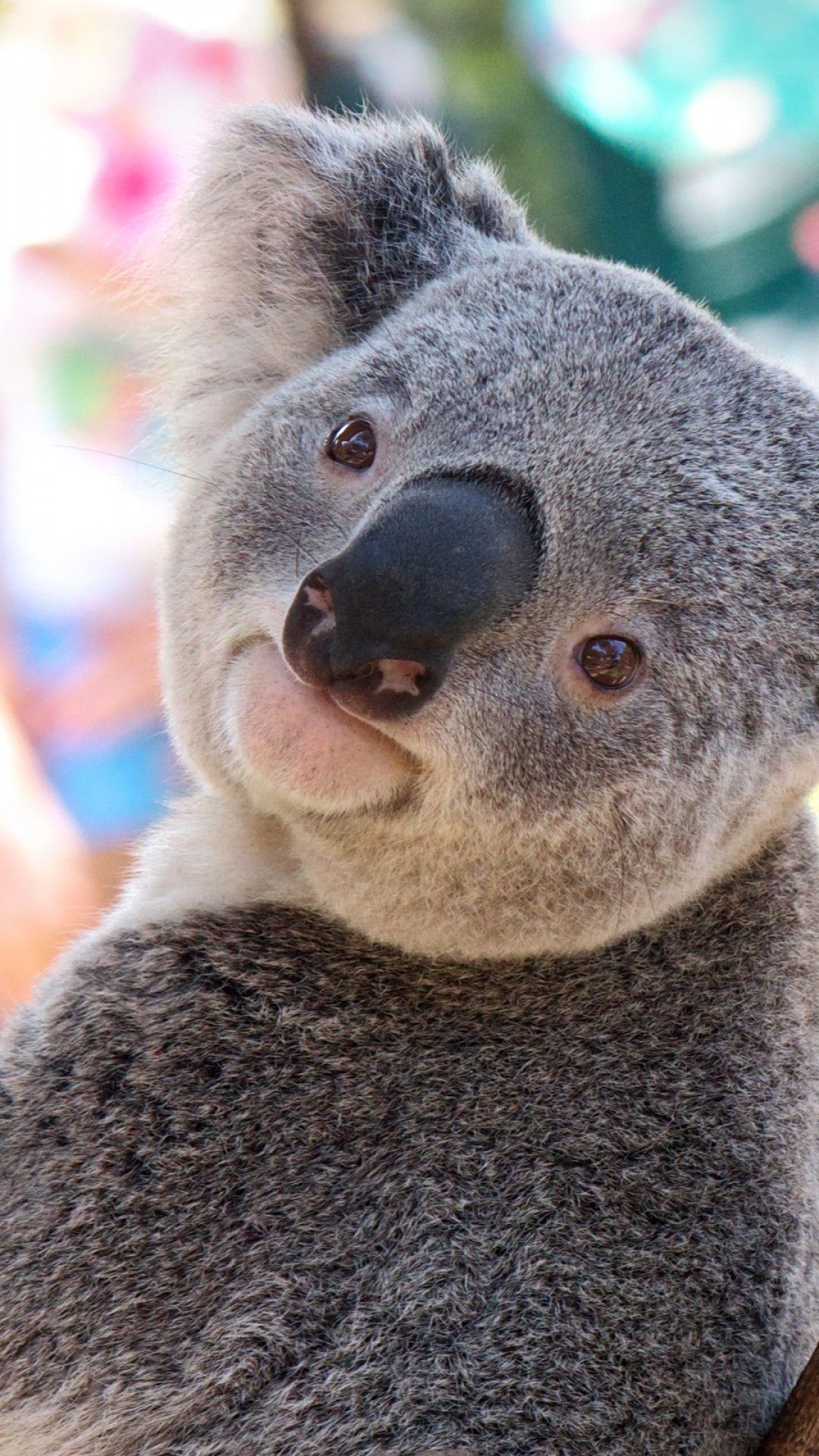 Baby Koala Wallpaper (57+ images)