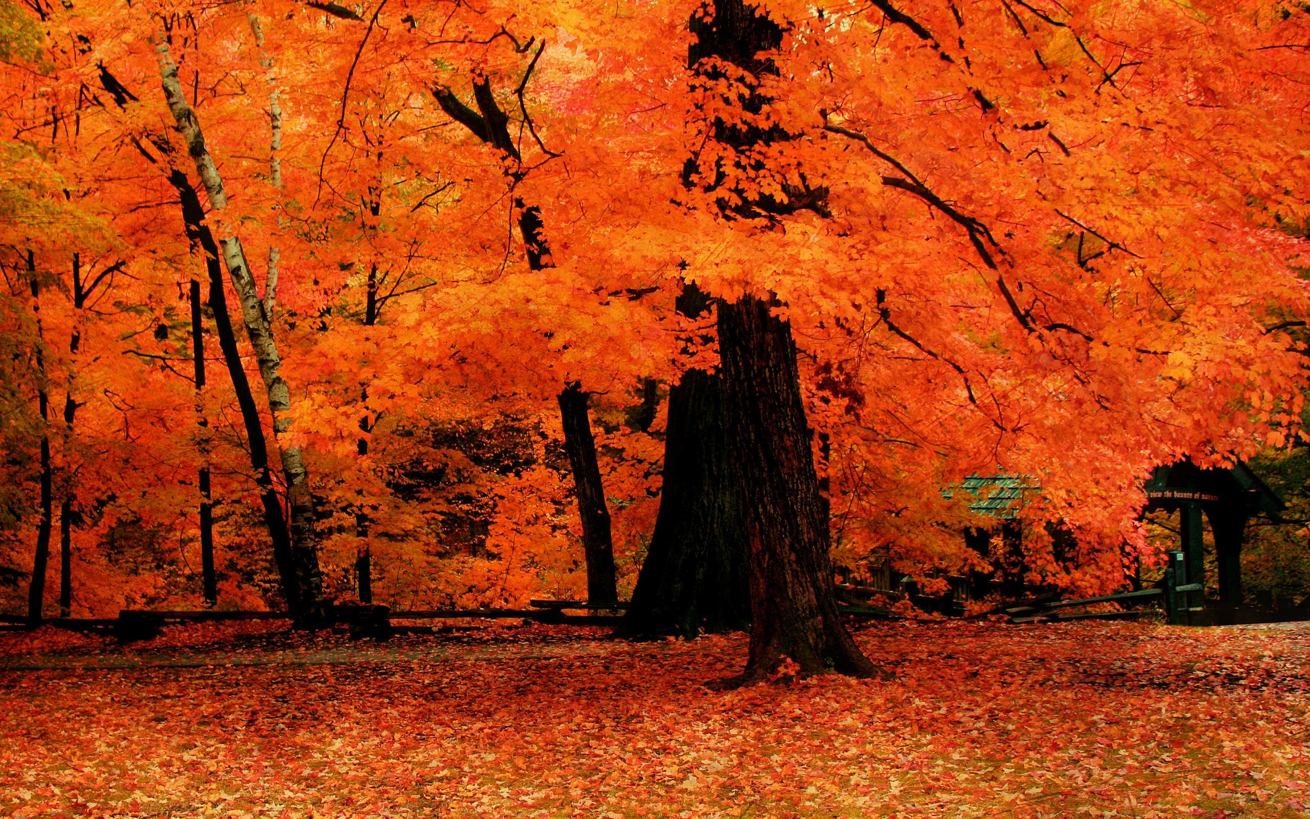 Autumn Tree Wallpaper (61+ images)